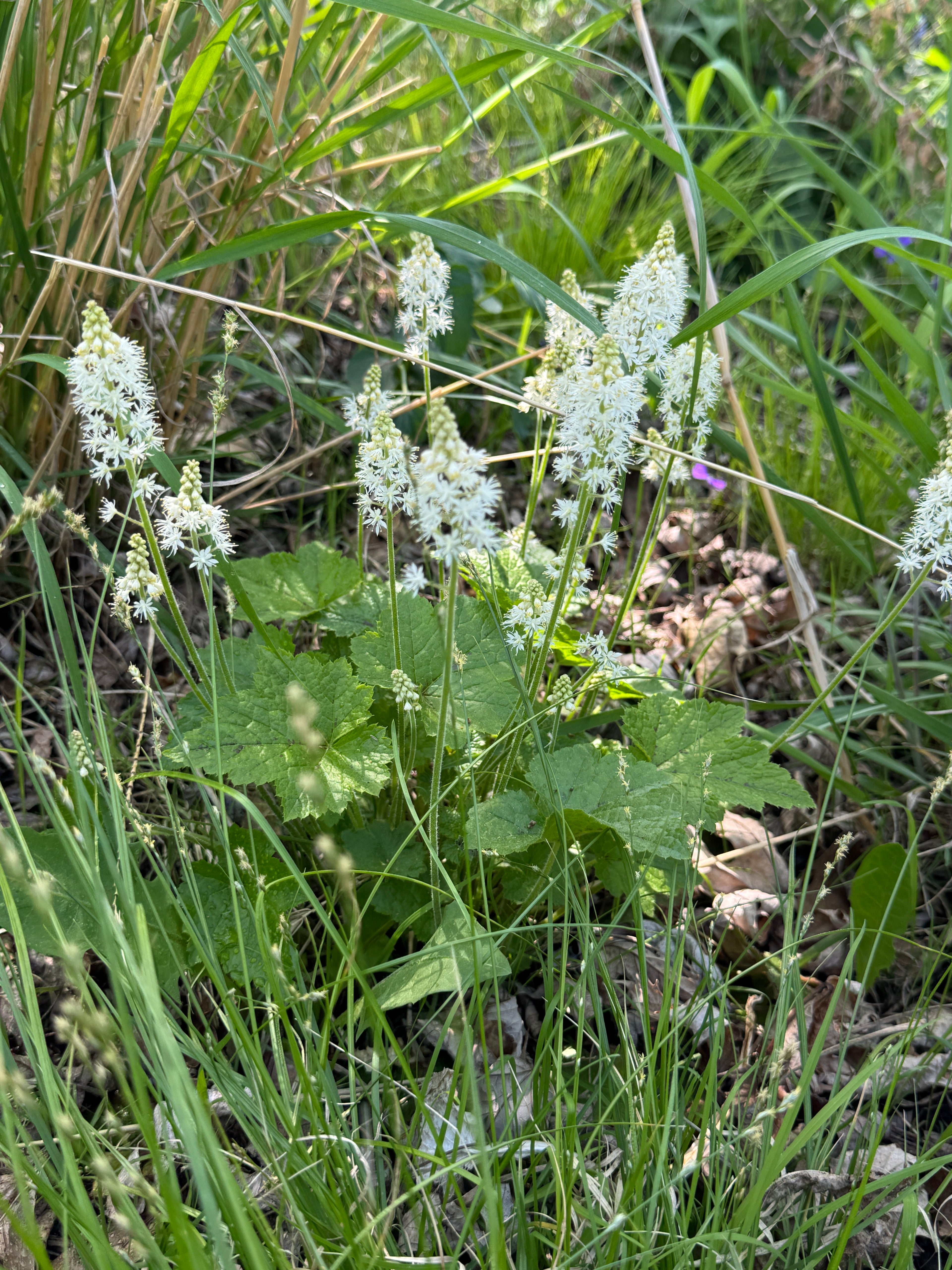 Foamflower (Tiarella cordifolia)