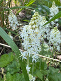 Foamflower (Tiarella cordifolia)