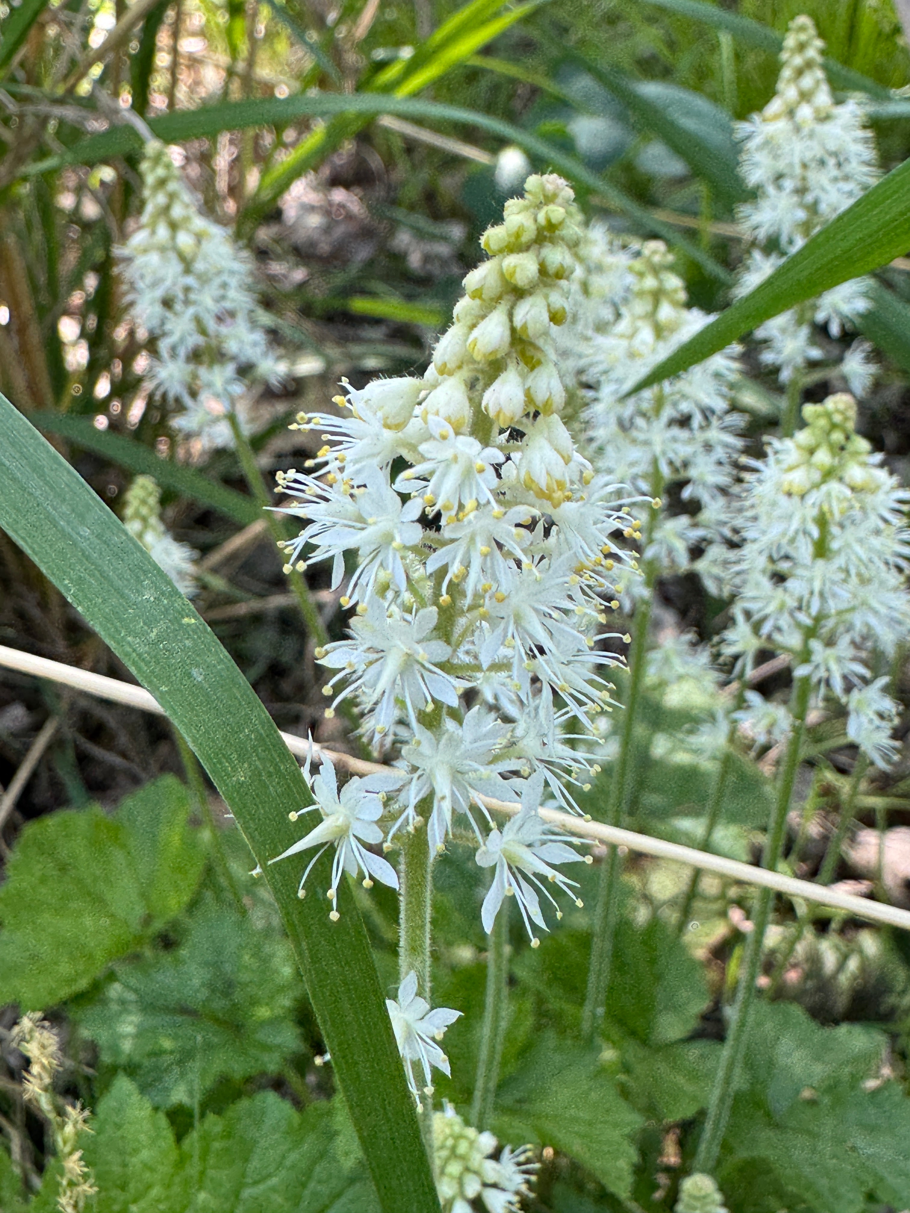 Foamflower (Tiarella cordifolia)