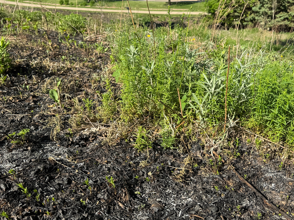 Prairie Sage (Artemisia Ludoviciana)