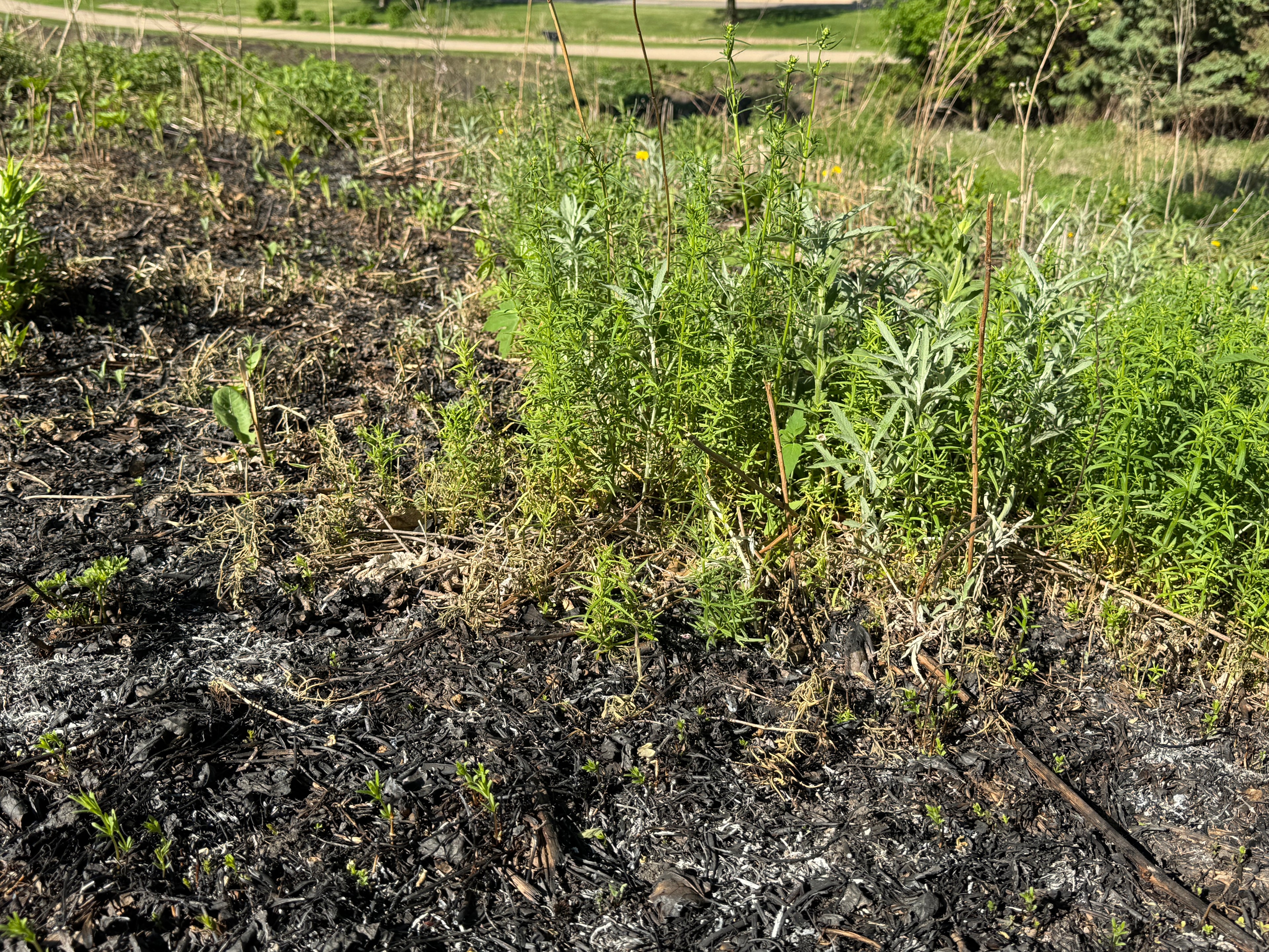 Prairie Sage (Artemisia Ludoviciana)