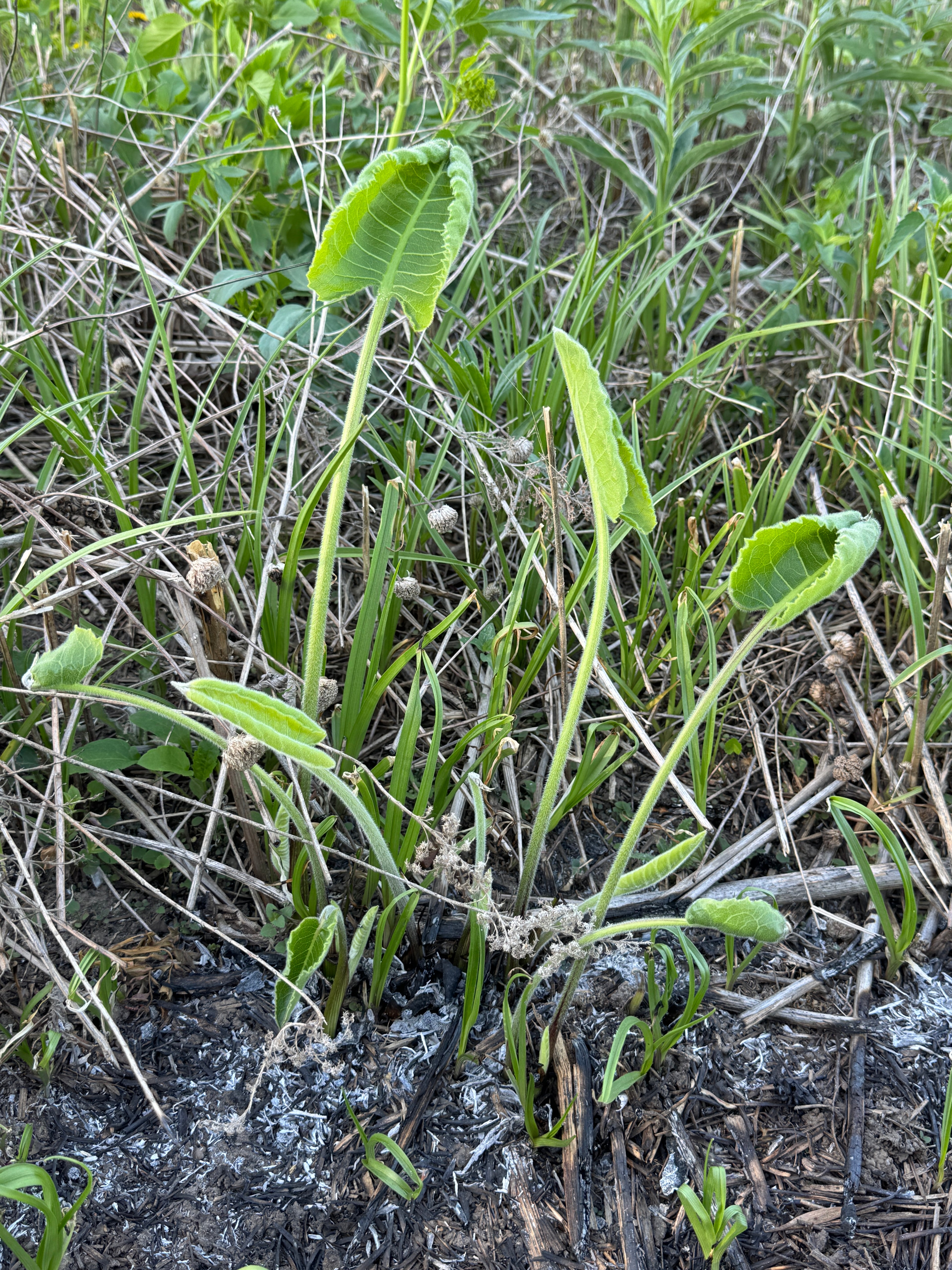 Prairie Dock (Silphium Terebinthinaceum)