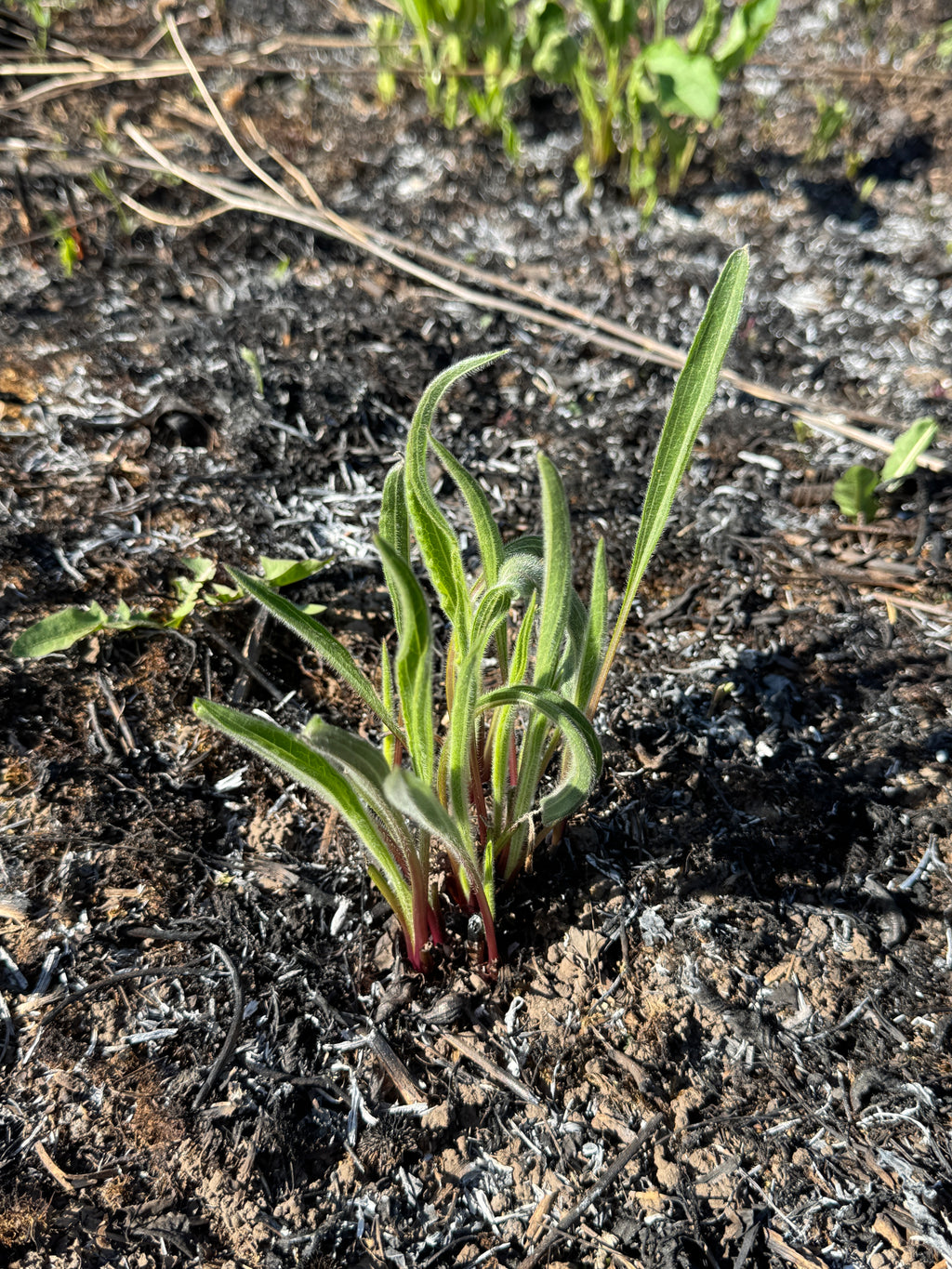 Pale Purple Coneflower (Echinacea Pallida)