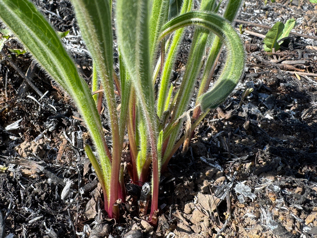 Pale Purple Coneflower (Echinacea Pallida)