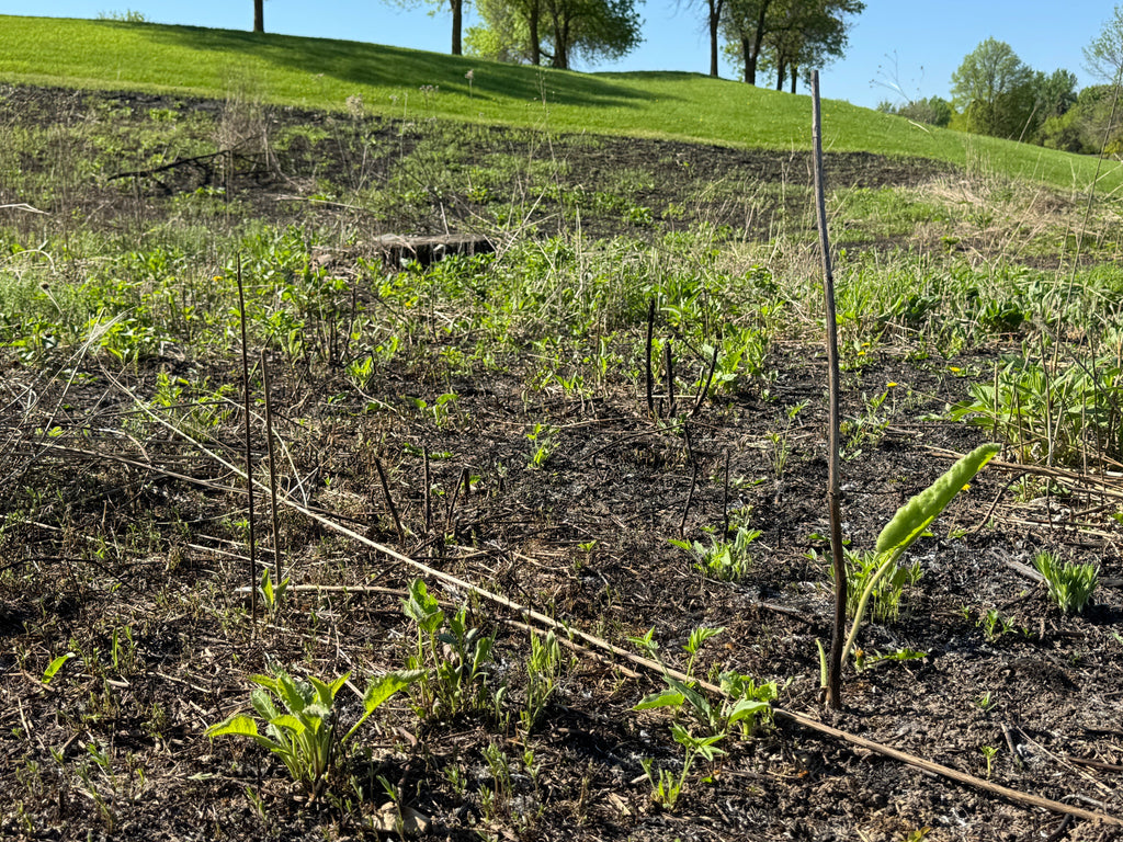 Prairie Dock (Silphium Terebinthinaceum)
