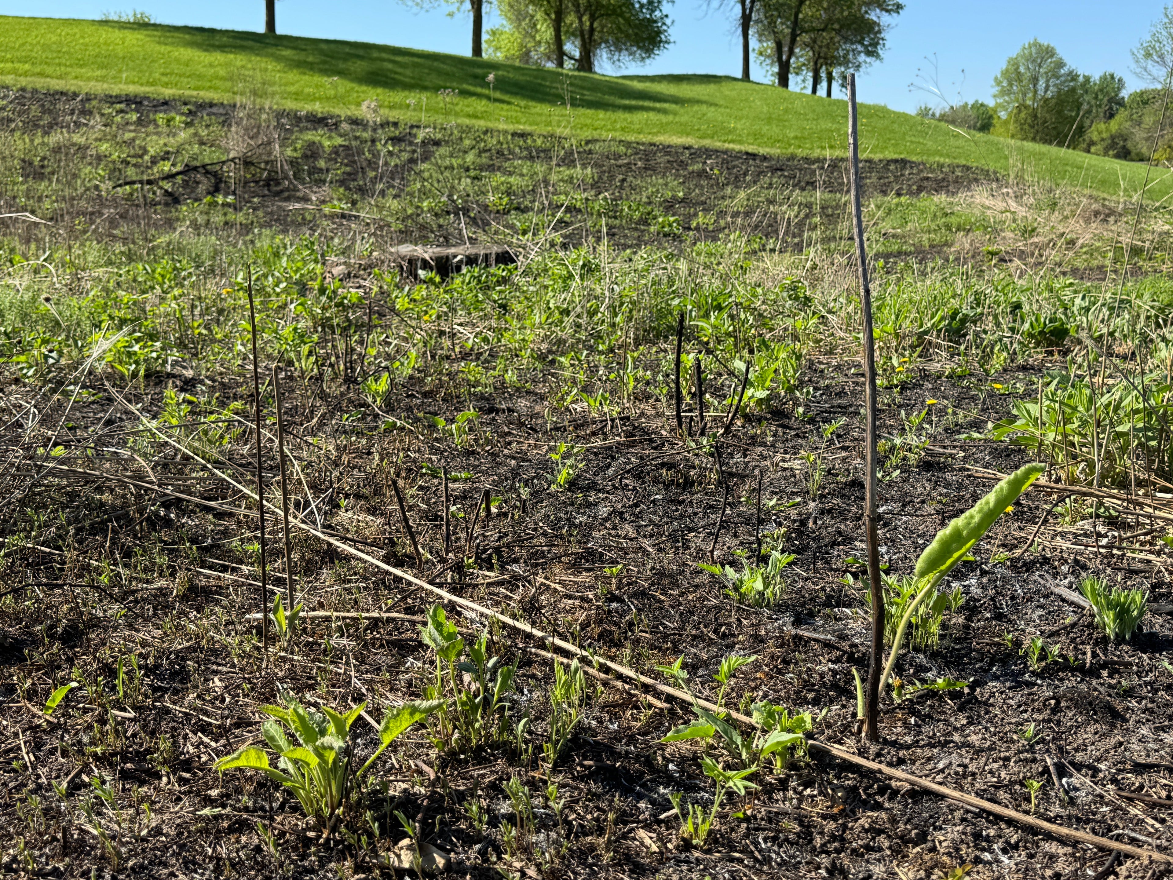 Prairie Dock (Silphium Terebinthinaceum)