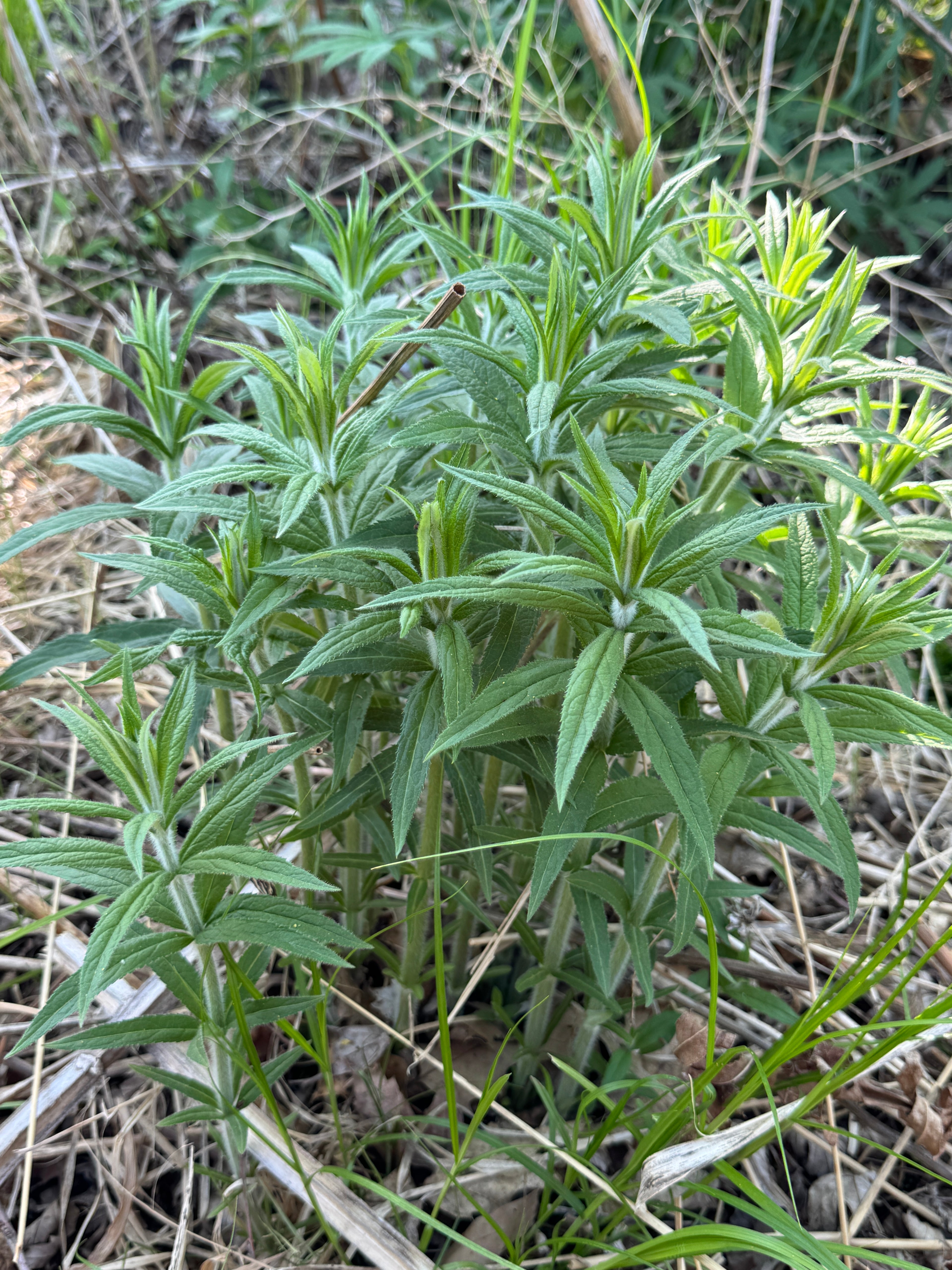 Culver's Root (Veronicastrum Virginicum)