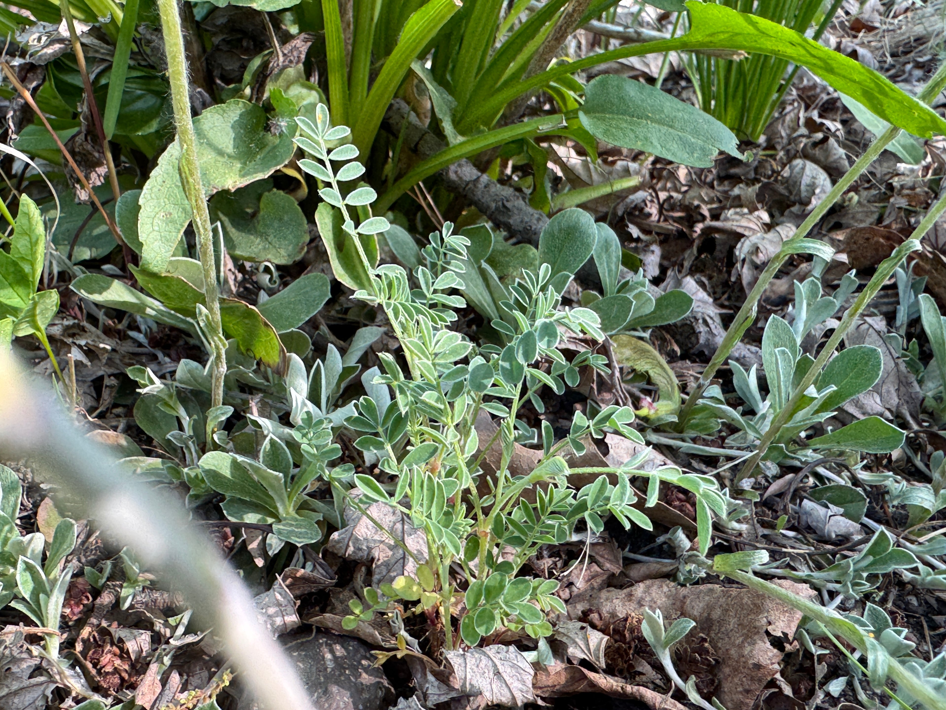 Ground Plum (Astragalus Crassicarpus)