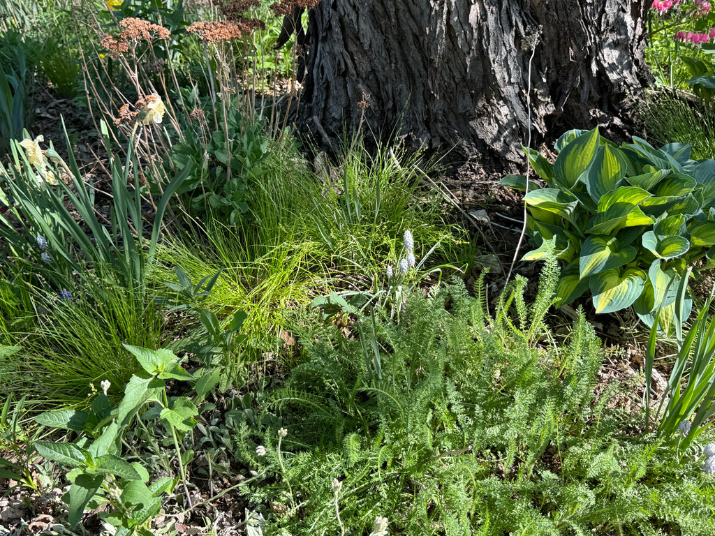 Rosy Sedge (Carex Rosea)