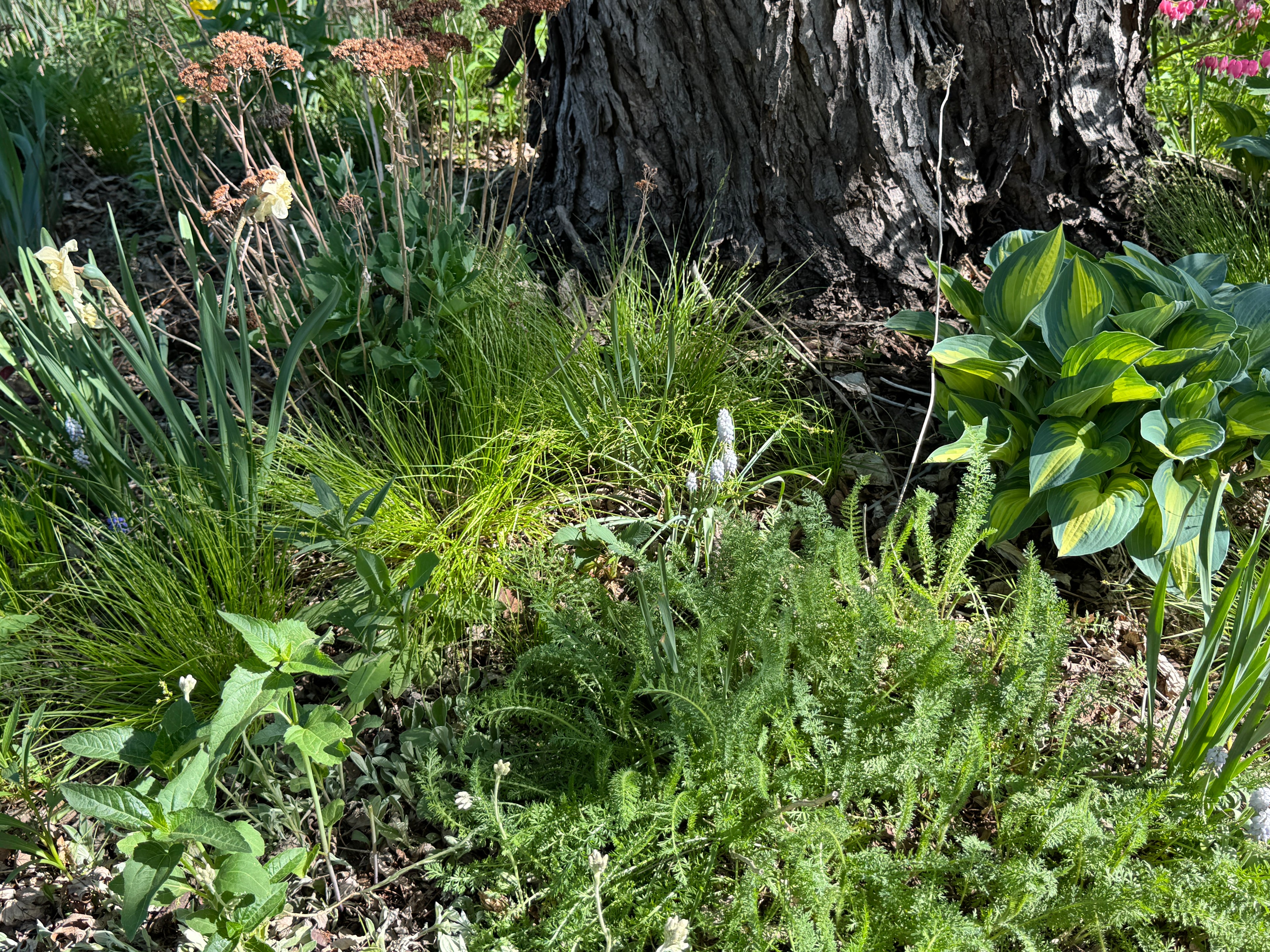 Rosy Sedge (Carex Rosea)