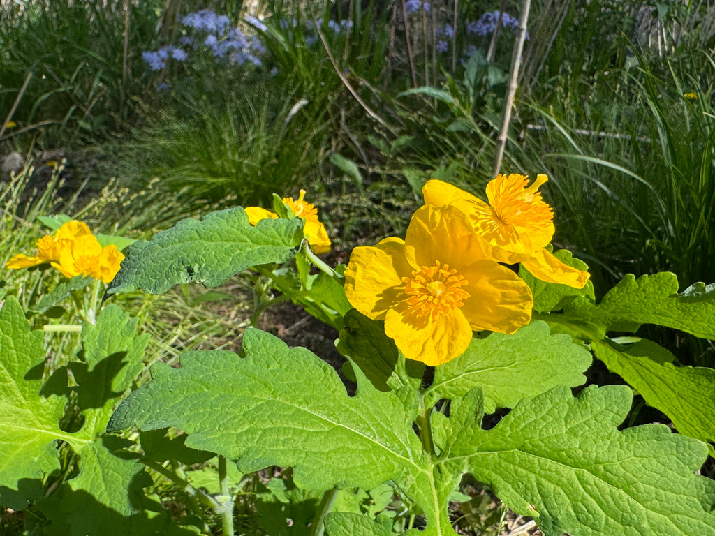 Celandine Poppy (Stylophorum Diphyllum)
