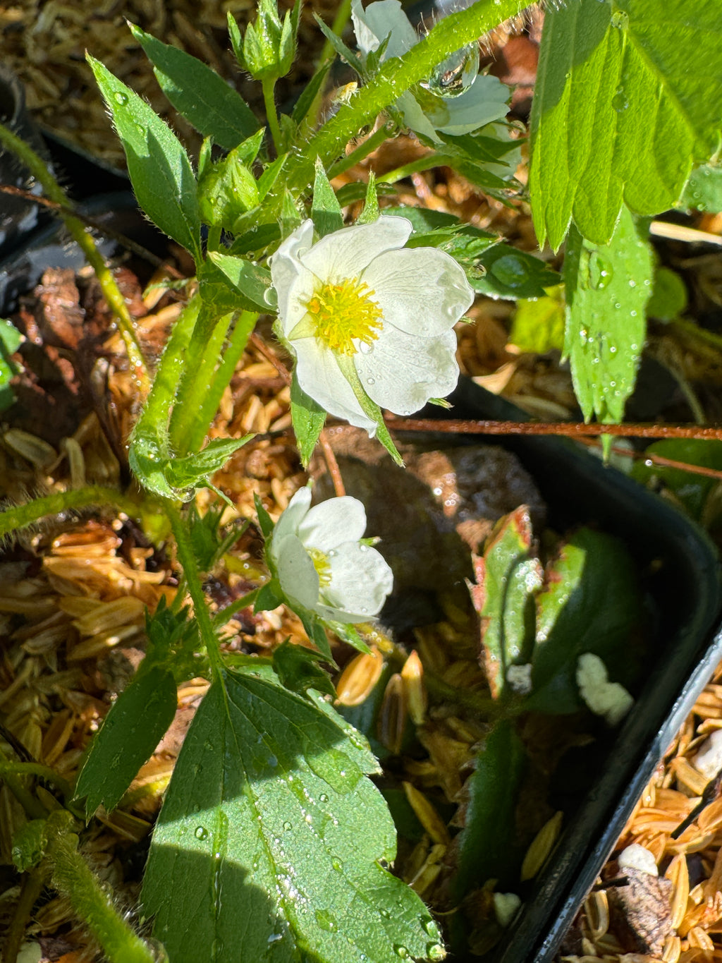 Wild Strawberry (Fragaria virginiana)