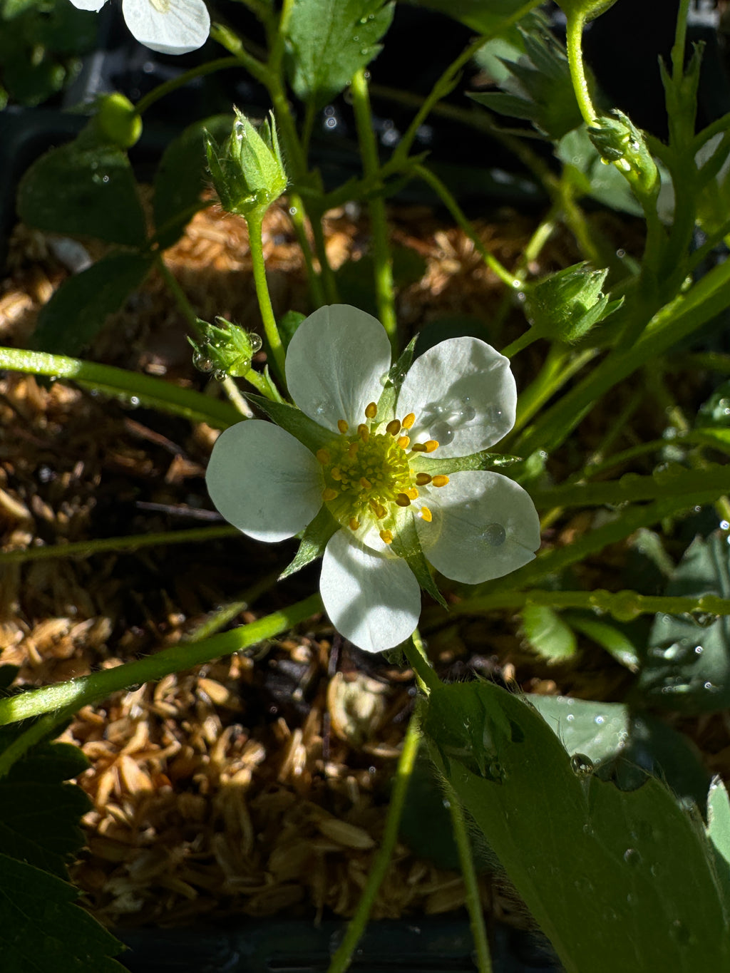 Wild Strawberry (Fragaria virginiana)