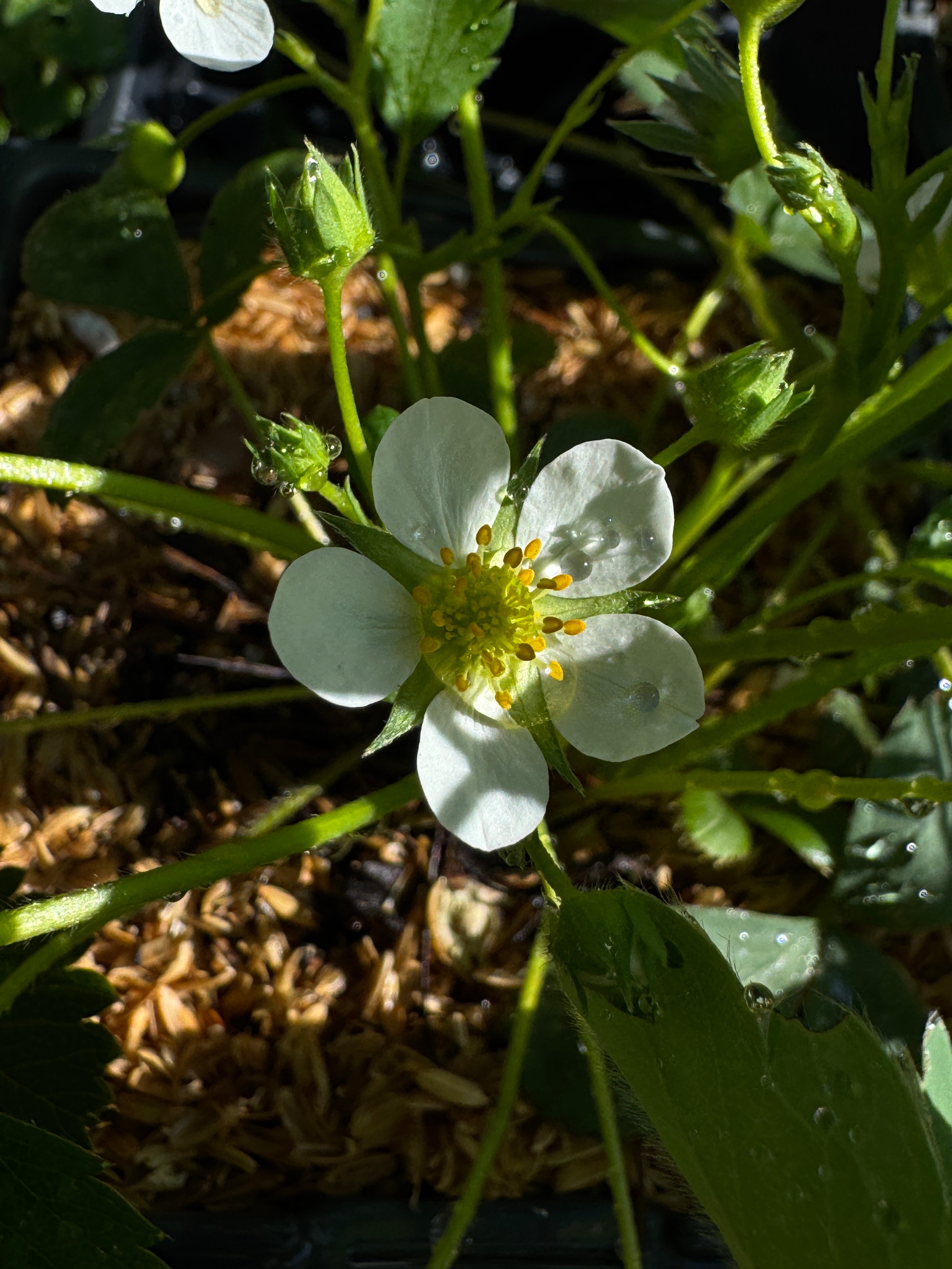 Wild Strawberry (Fragaria virginiana)