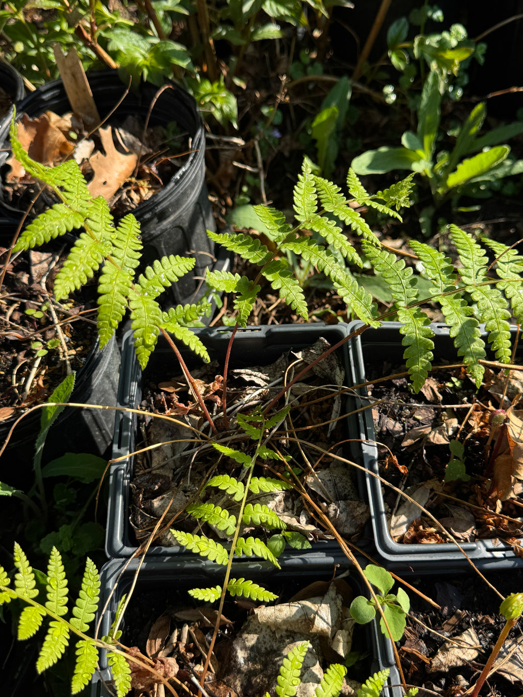 Cinnamon Fern (Osmundastrum cinnamomeum)