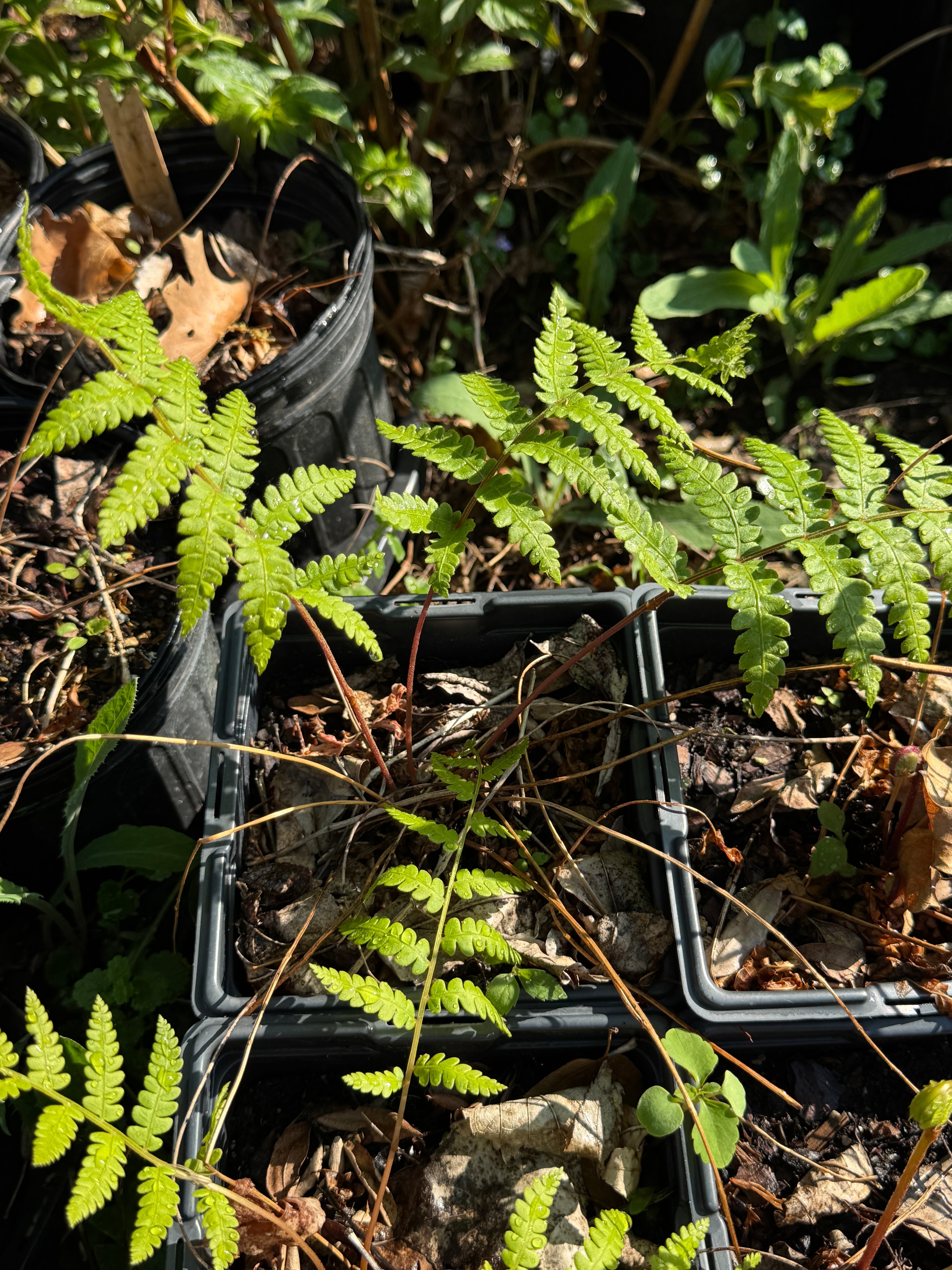 Cinnamon Fern (Osmundastrum cinnamomeum)