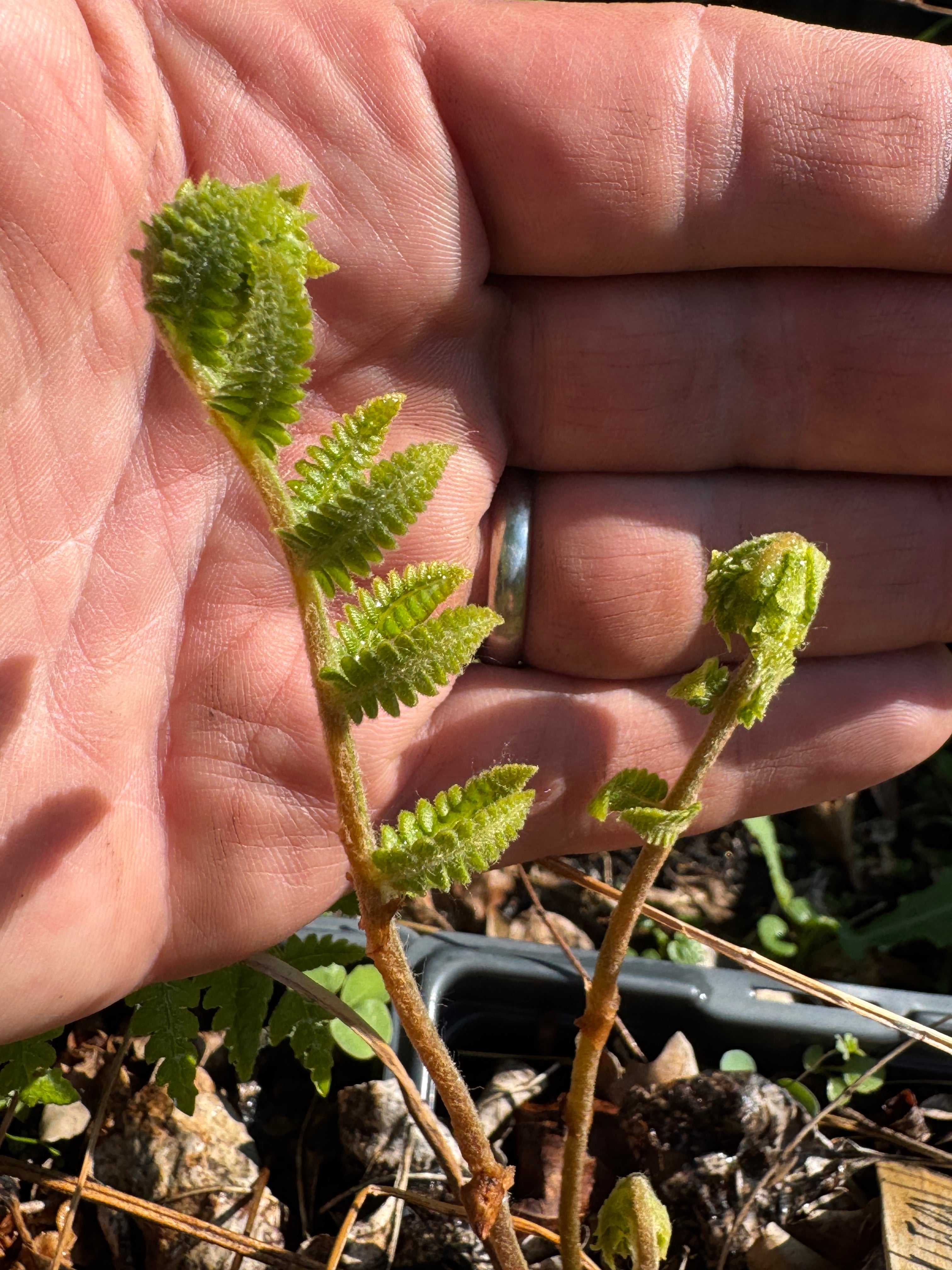 Cinnamon Fern (Osmundastrum cinnamomeum)