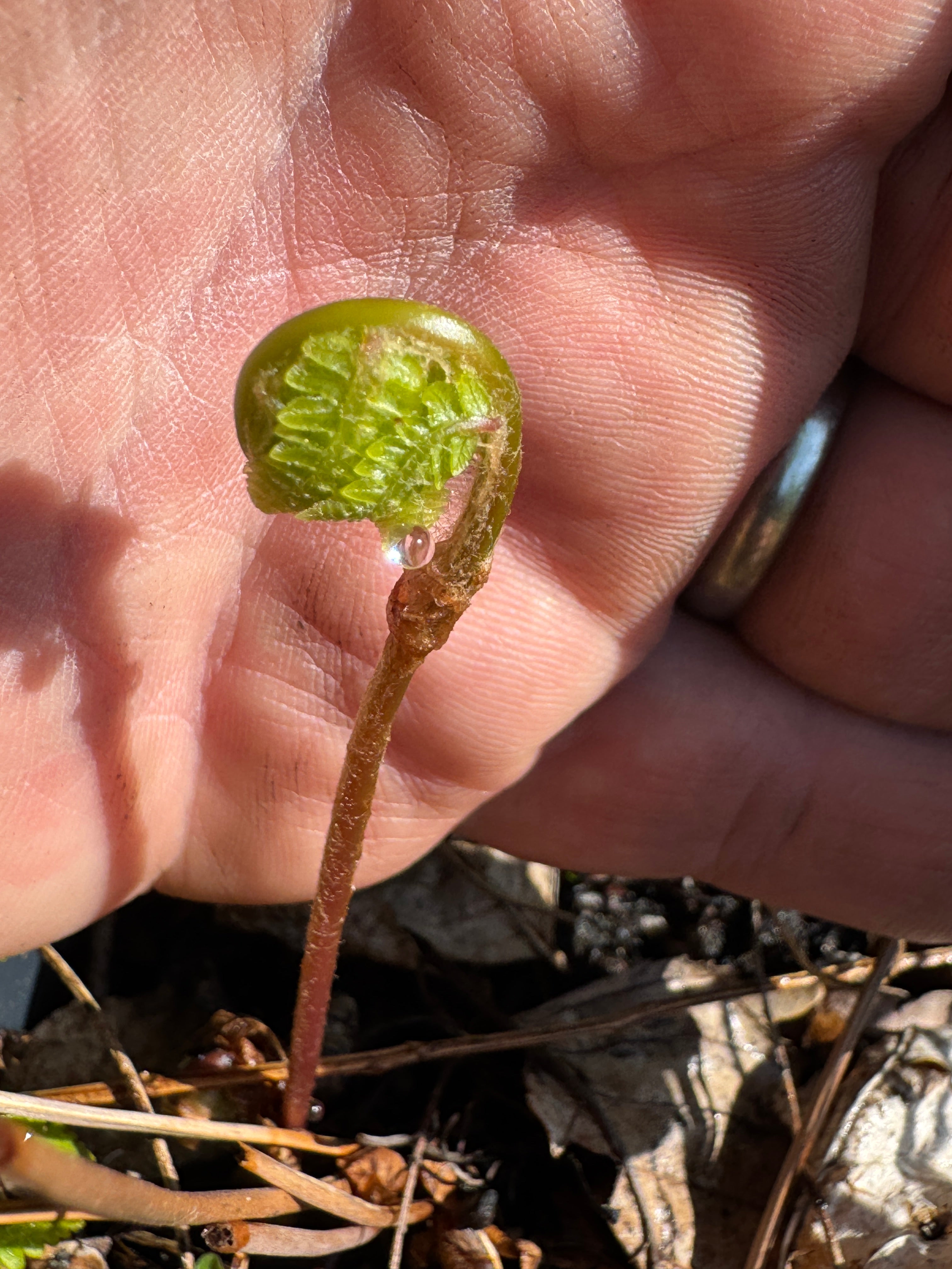 Cinnamon Fern (Osmundastrum cinnamomeum)