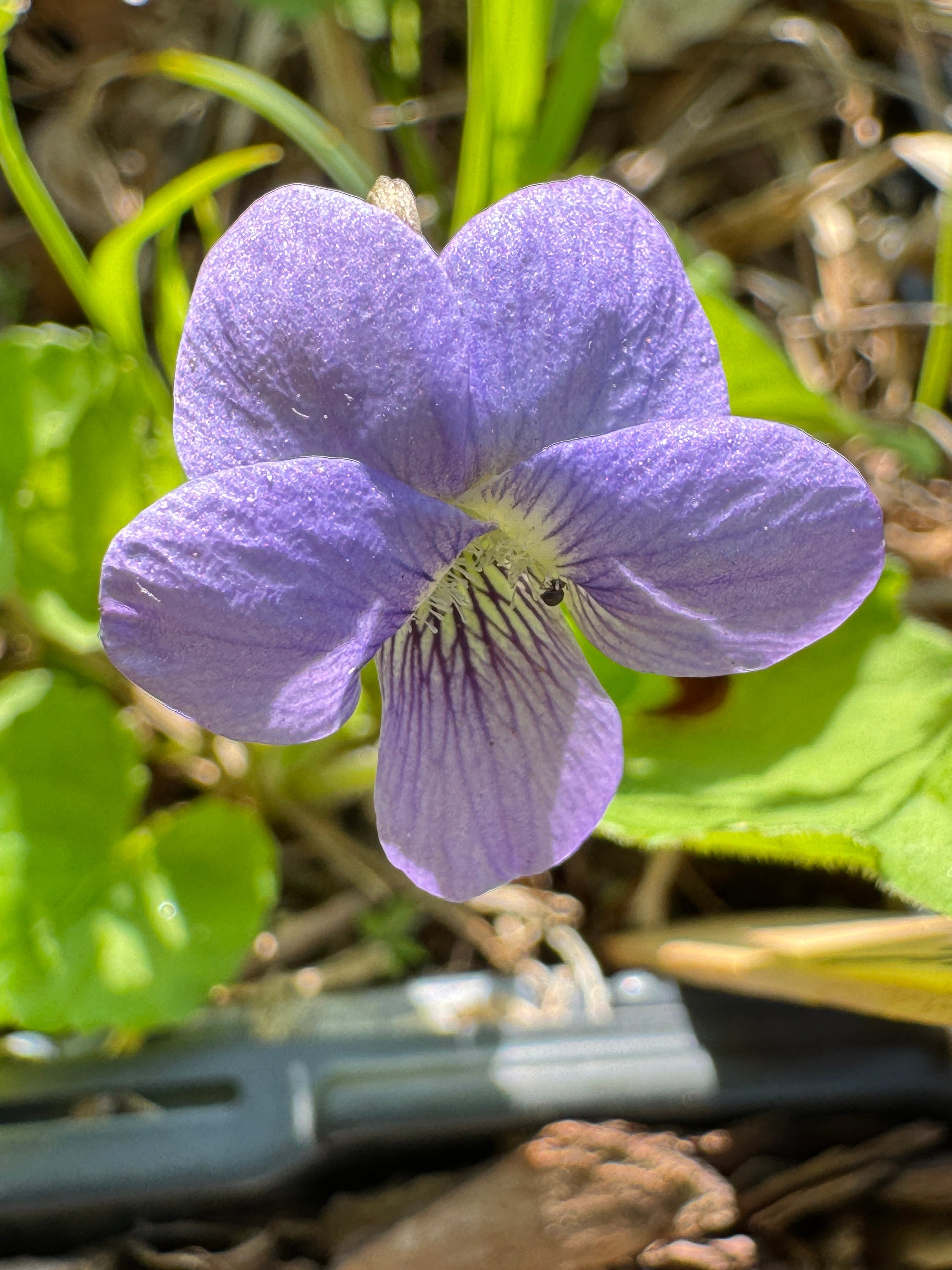 Common Blue Violet – Northern Holler, LLC