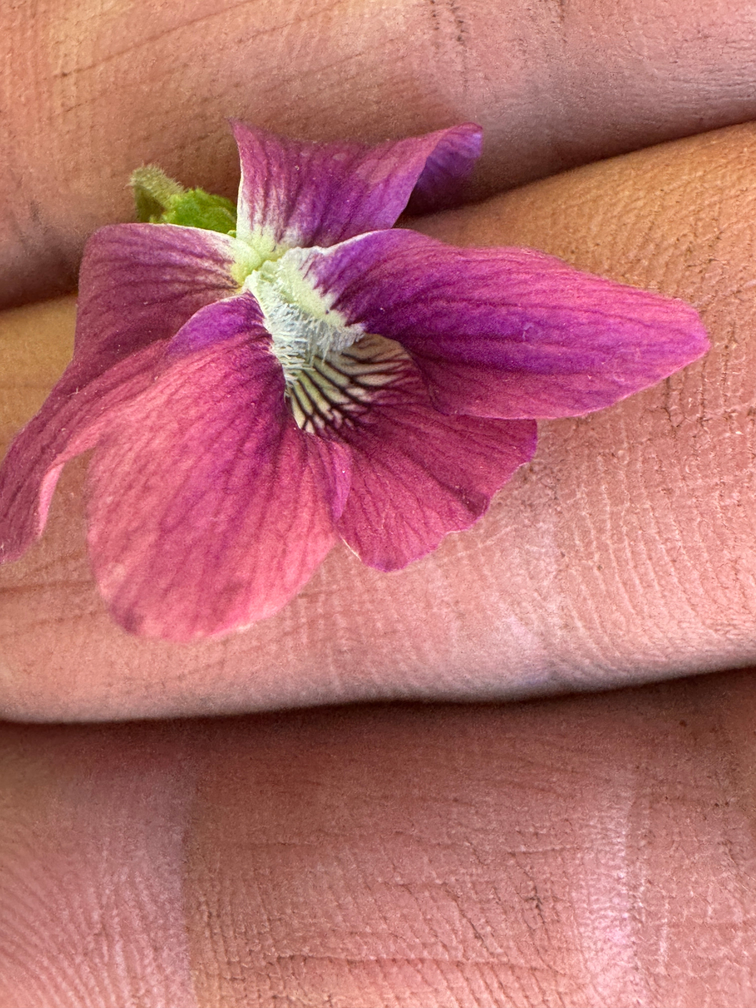 Common Blue Violet (Viola Sororia)