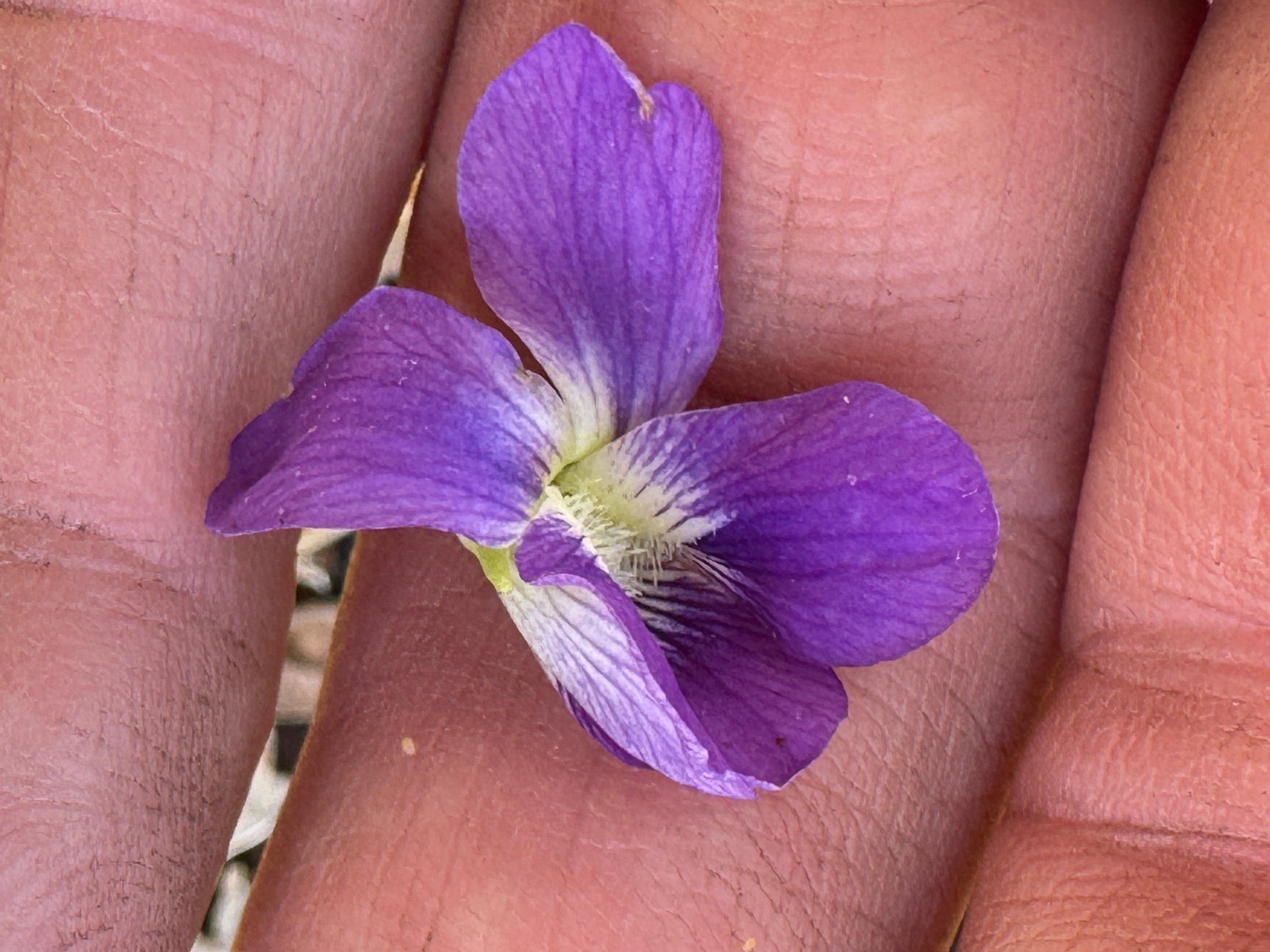 Common Blue Violet (Viola Sororia)
