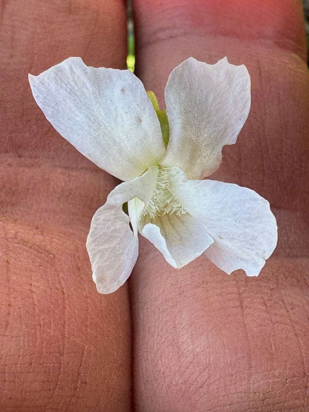 Common Blue Violet (Viola Sororia)