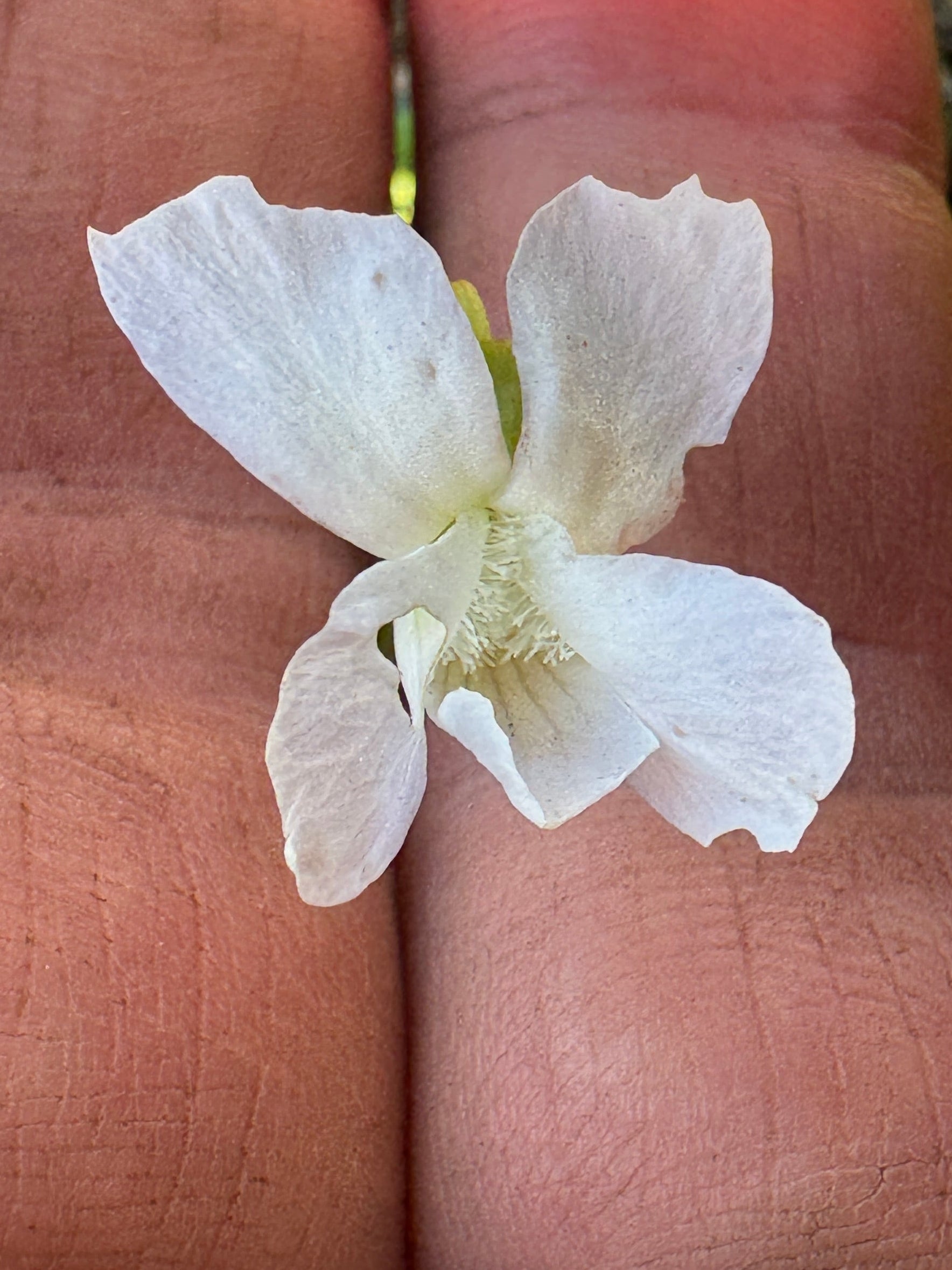 Common Blue Violet (Viola Sororia)