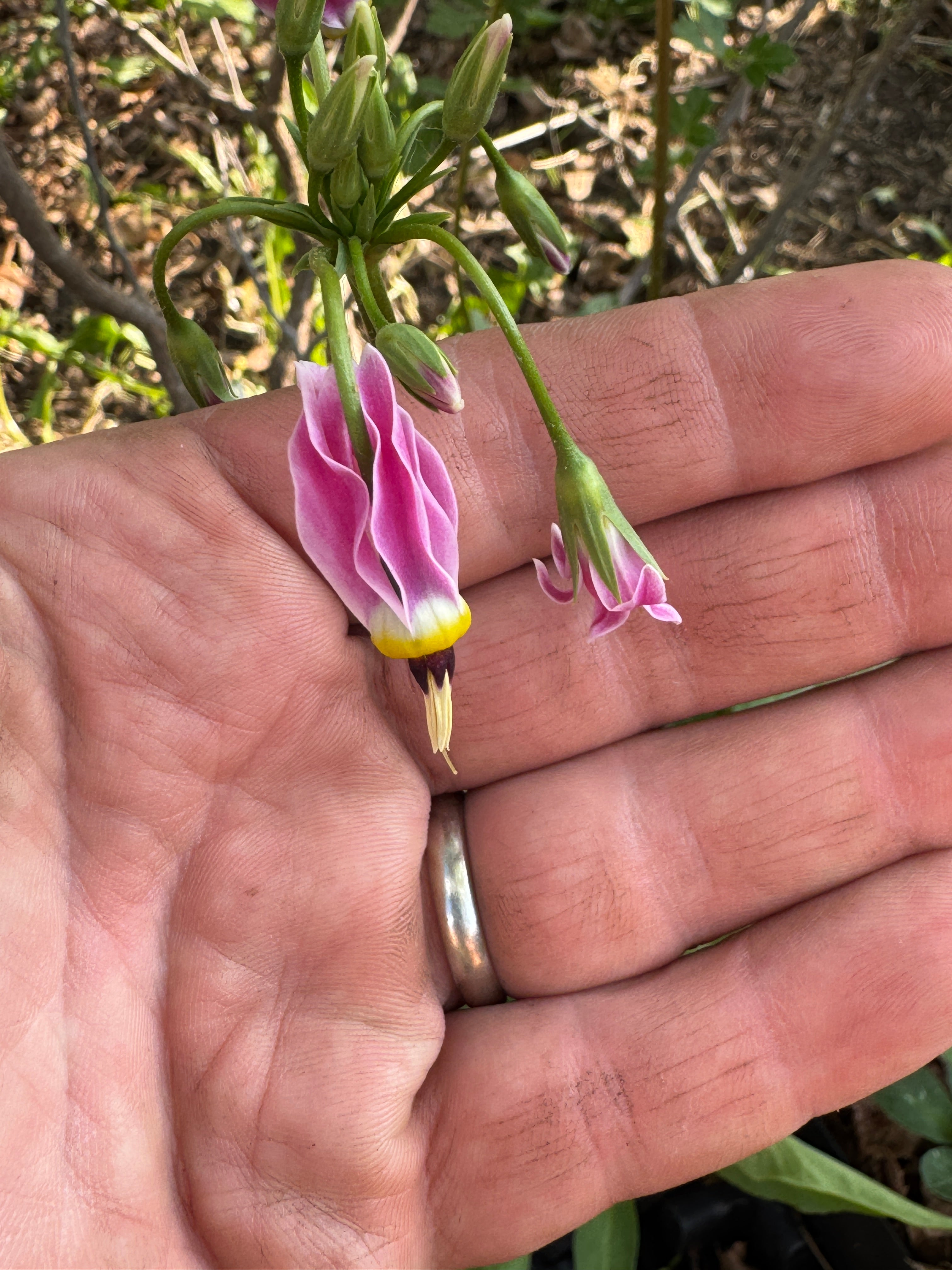 Midland Shooting Star (Dodecatheon Meadia)