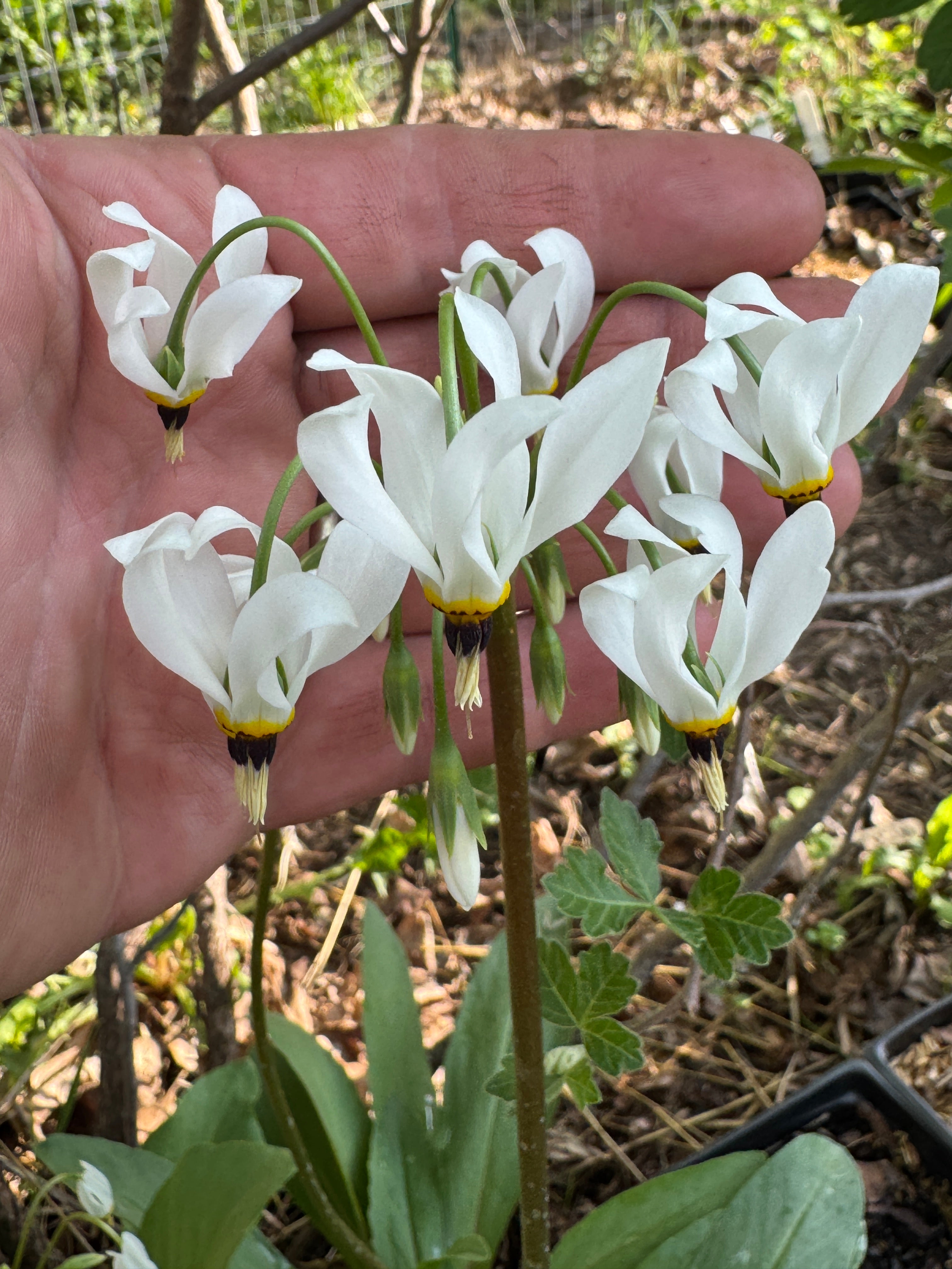 Midland Shooting Star (Dodecatheon Meadia)