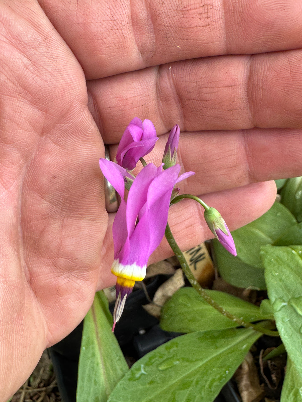 Midland Shooting Star (Dodecatheon Meadia)