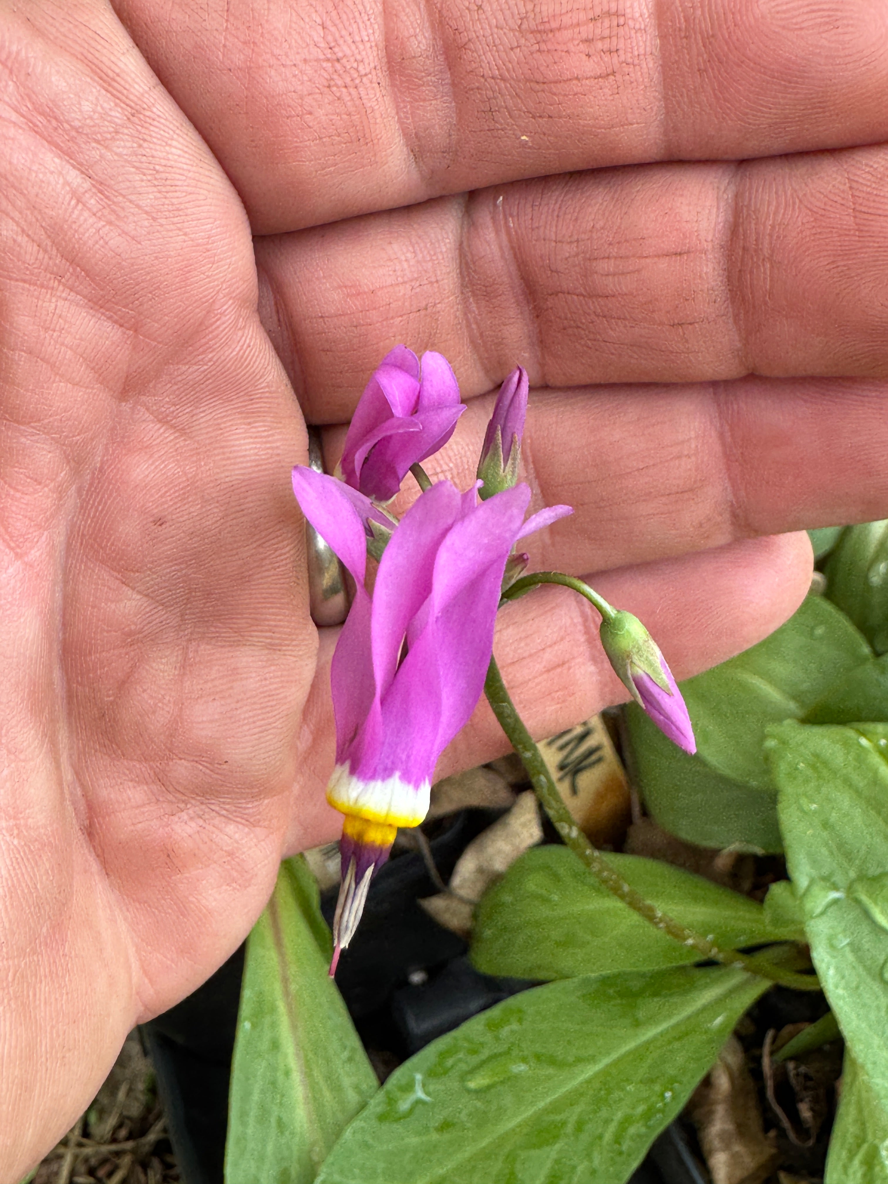 Midland Shooting Star (Dodecatheon Meadia)