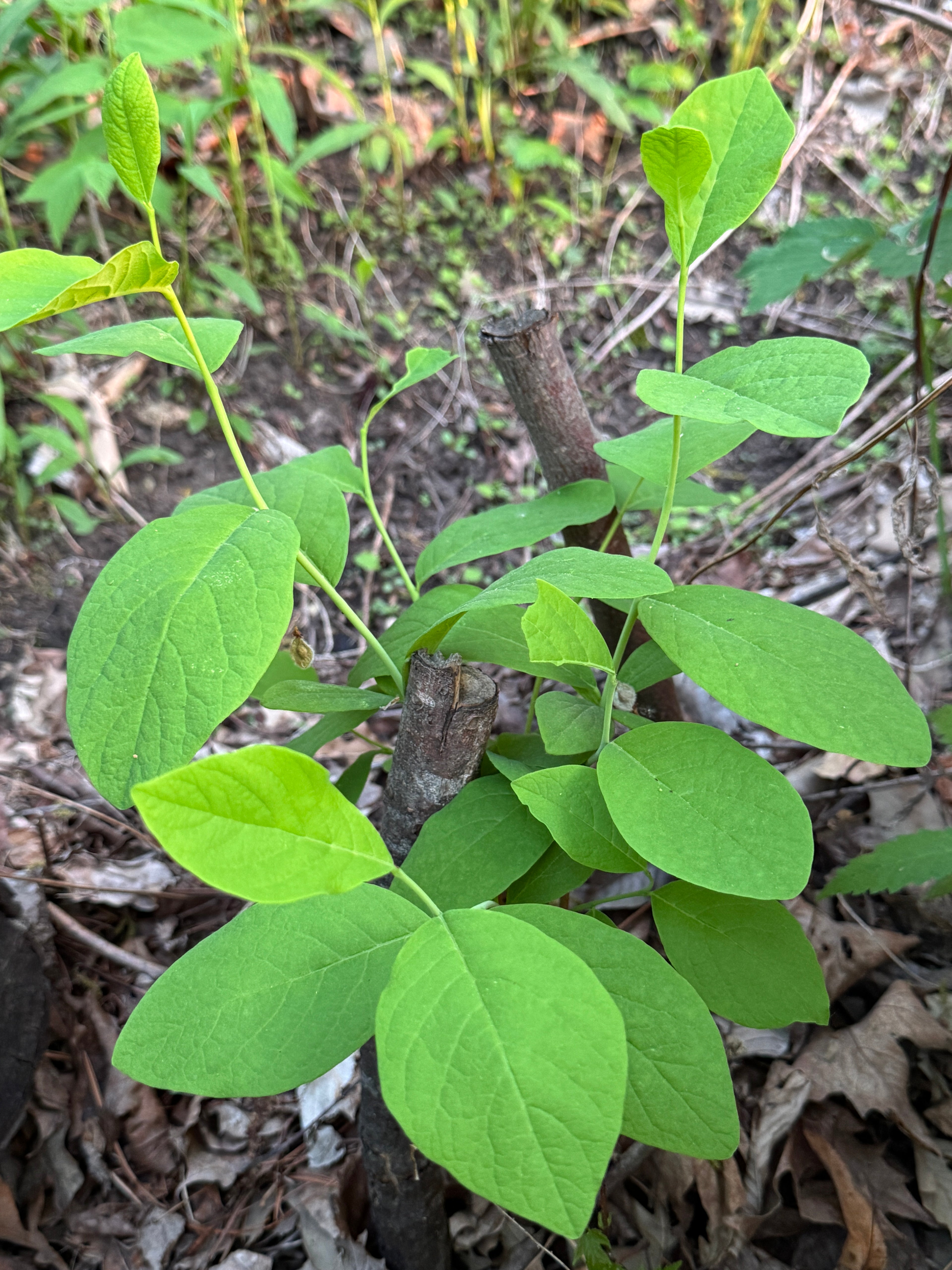 Leatherwood (Dirca Palustris)
