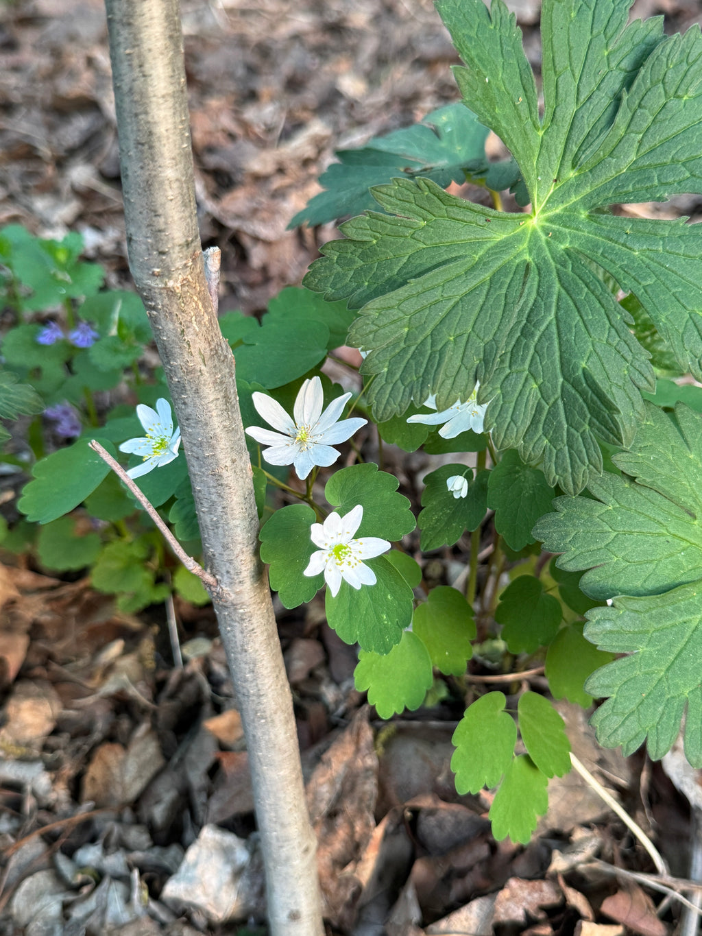 Rue Anemone (Thalictrum Thalictroides)