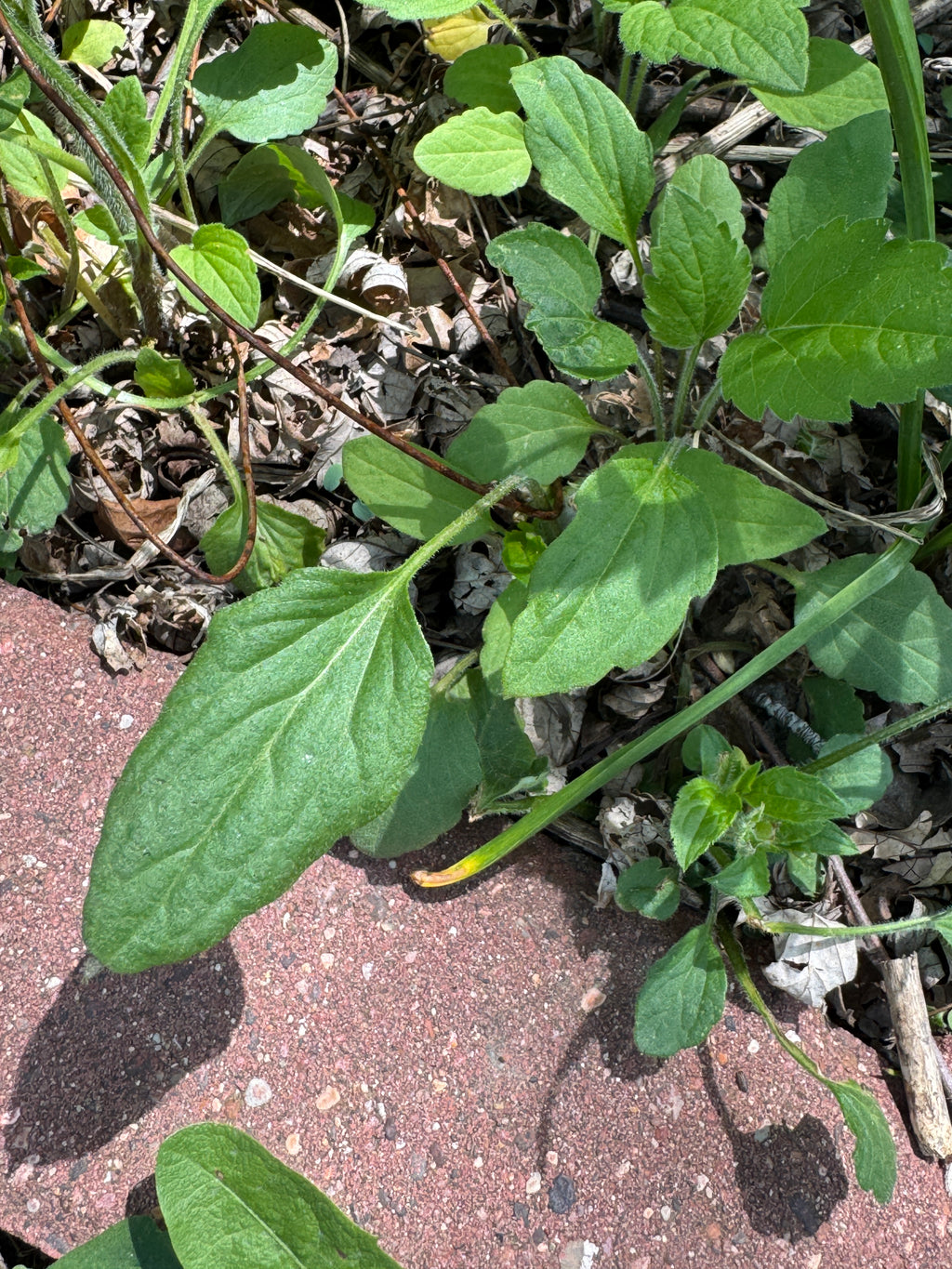 Brown-eyed Susan (Rudbeckia Triloba)