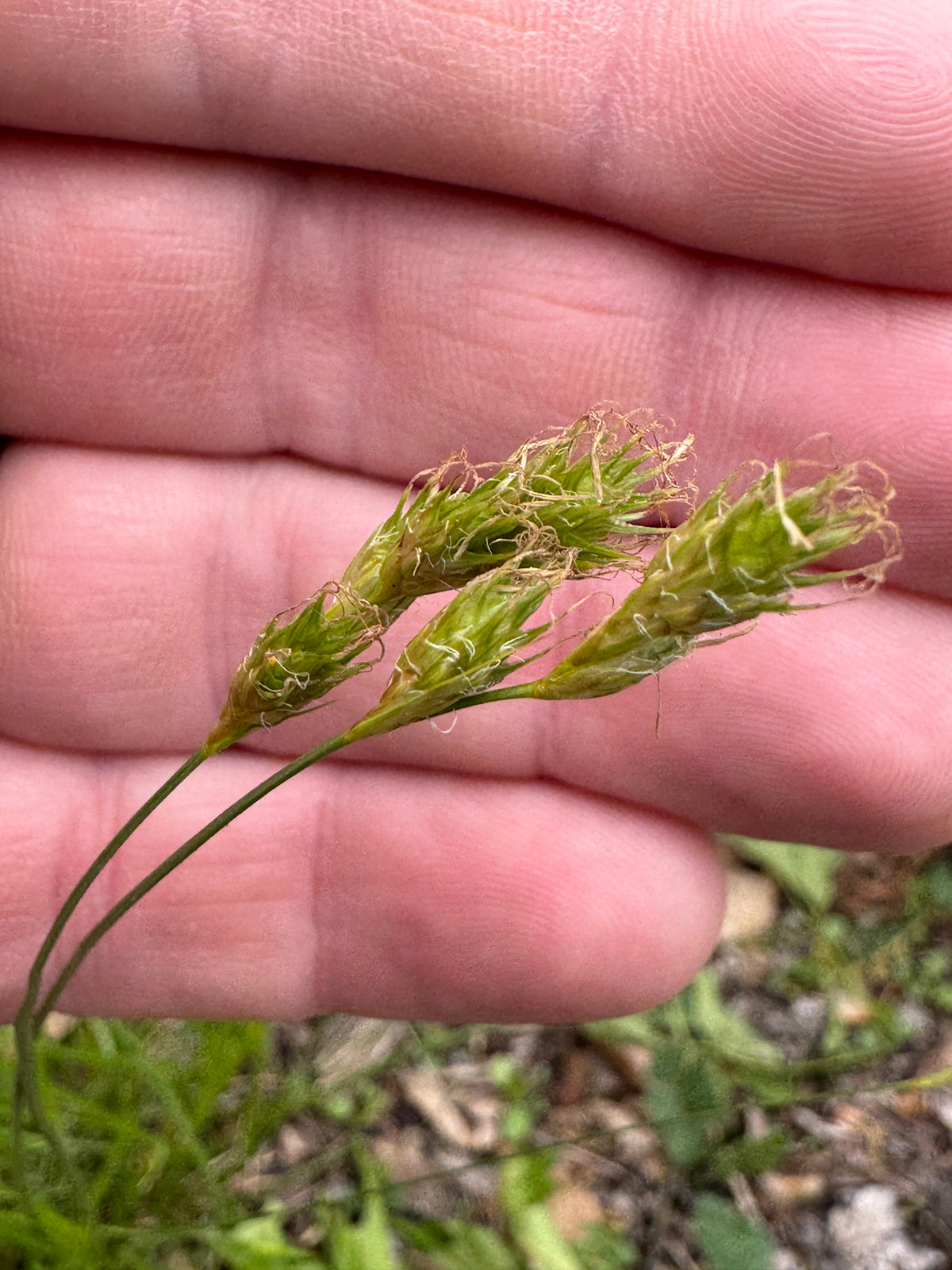 Plains Oval Sedge (Carex brevior)