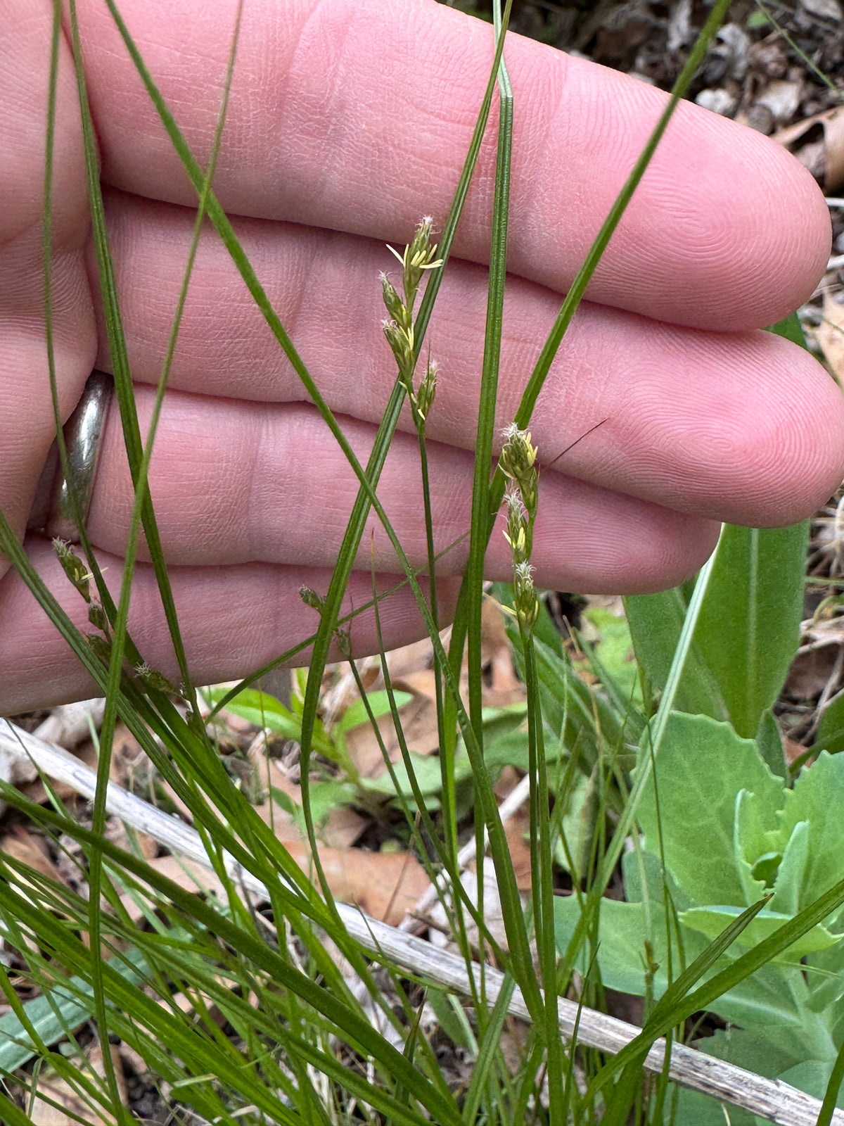Troublesome Sedge (Carex molesta)