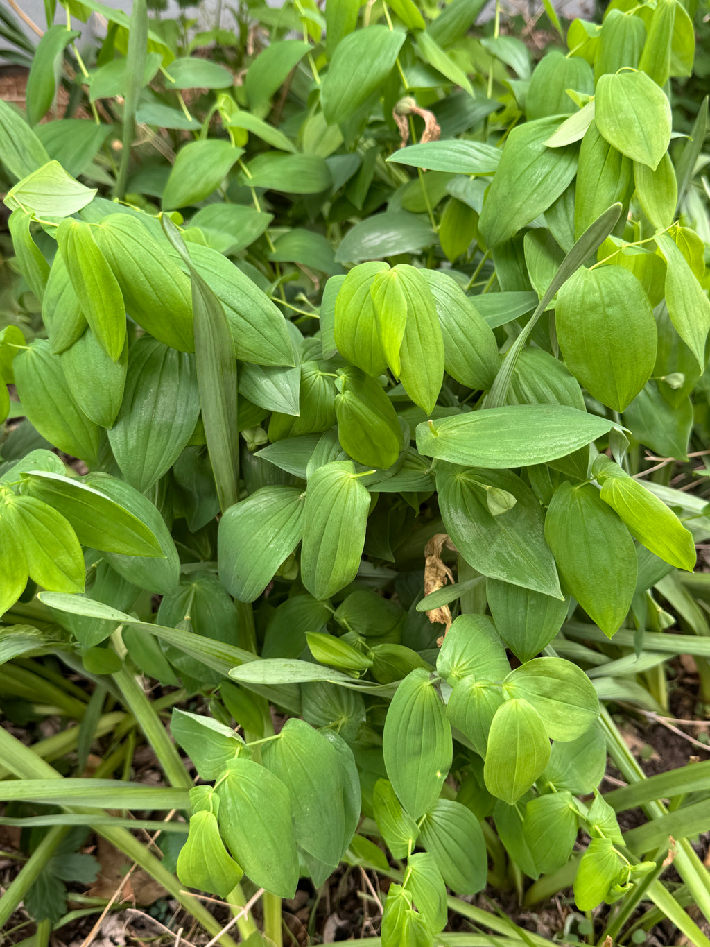 Large-Flowered Bellwort (Uvularia Grandiflora)