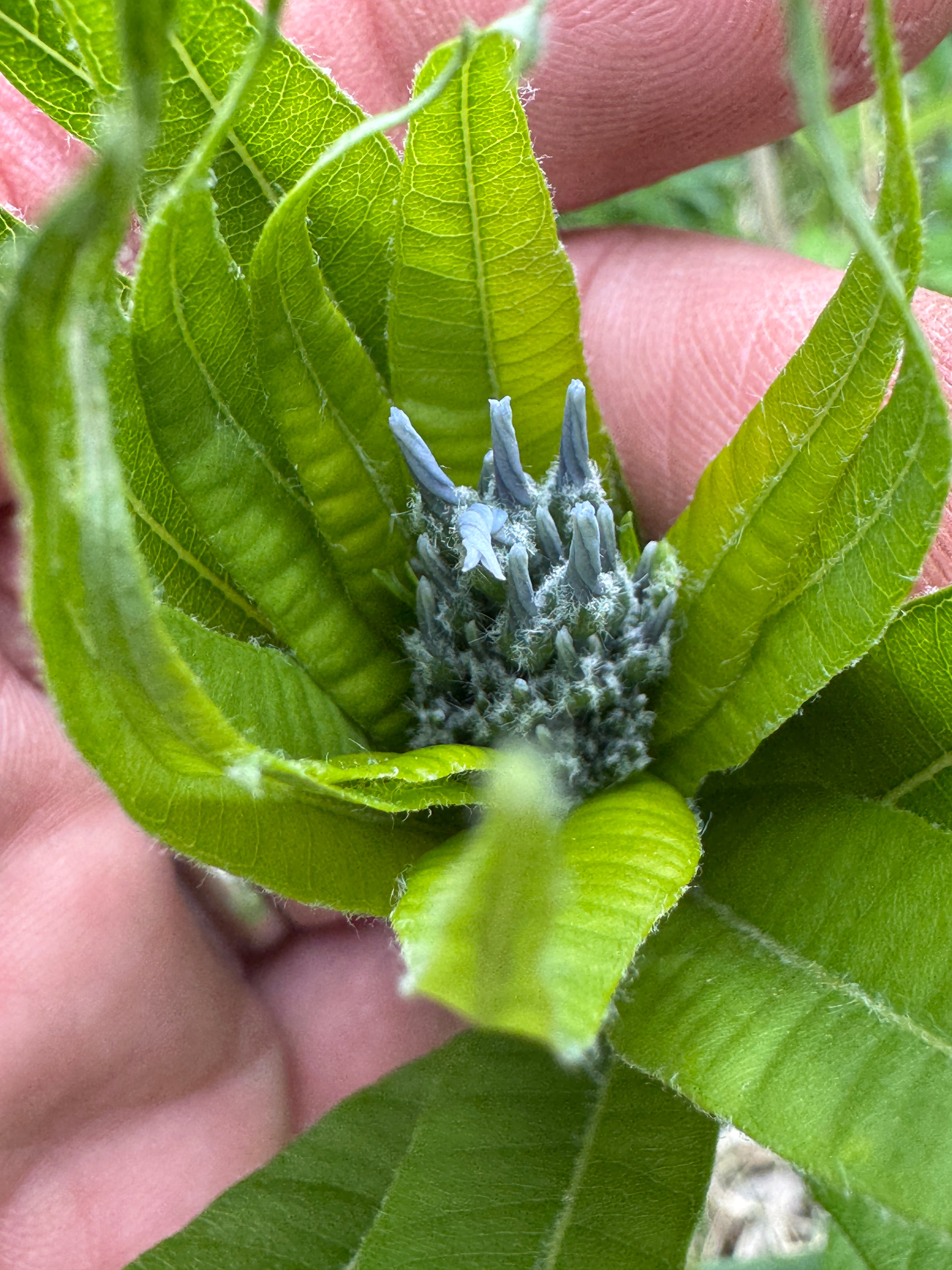 Ozark Bluestar (Amsonia Illustris)