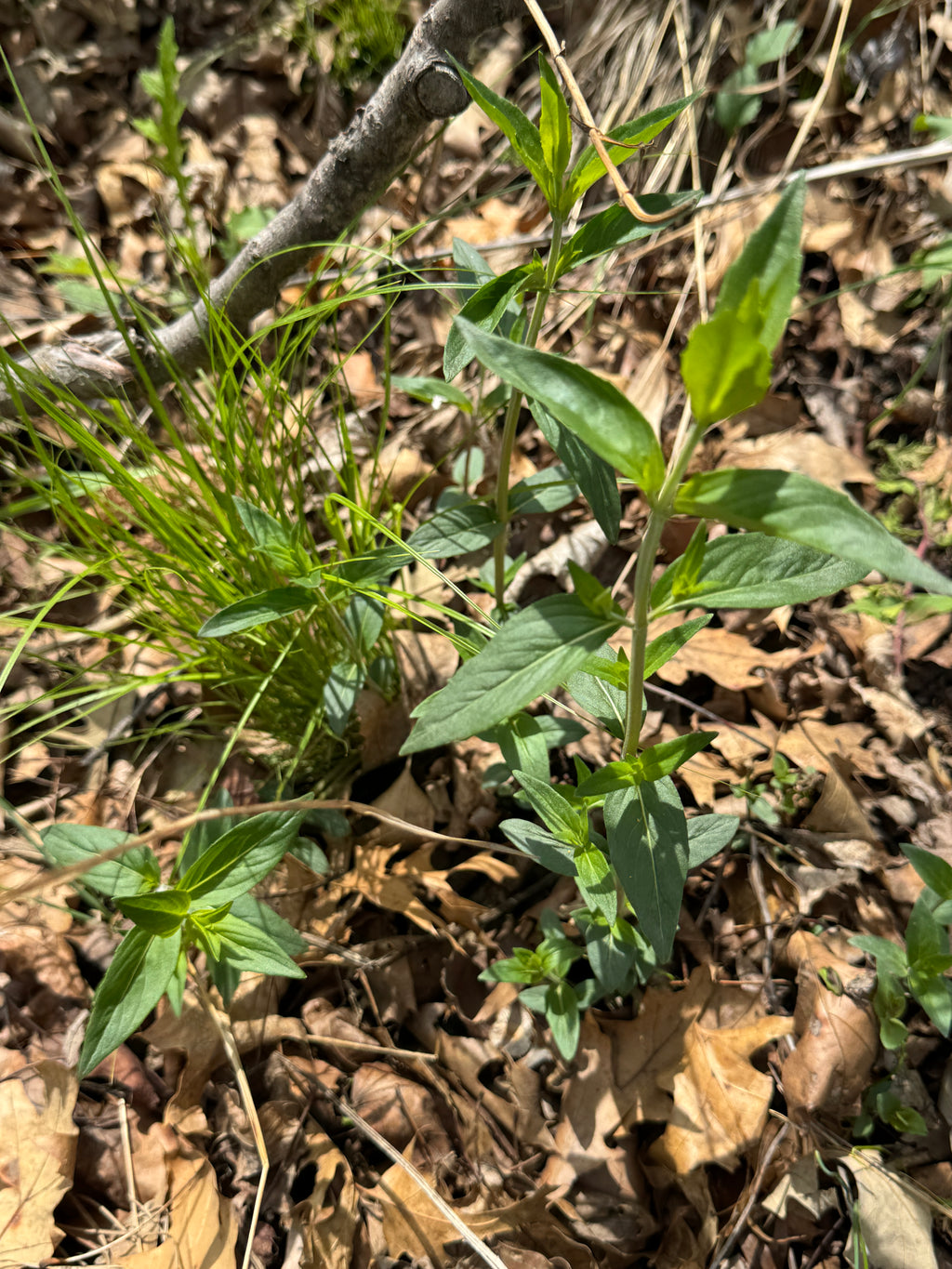Clustered Mountain Mint (Pycnanthemum Muticum)