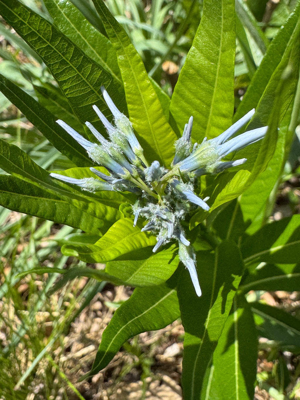 Ozark Bluestar (Amsonia Illustris)