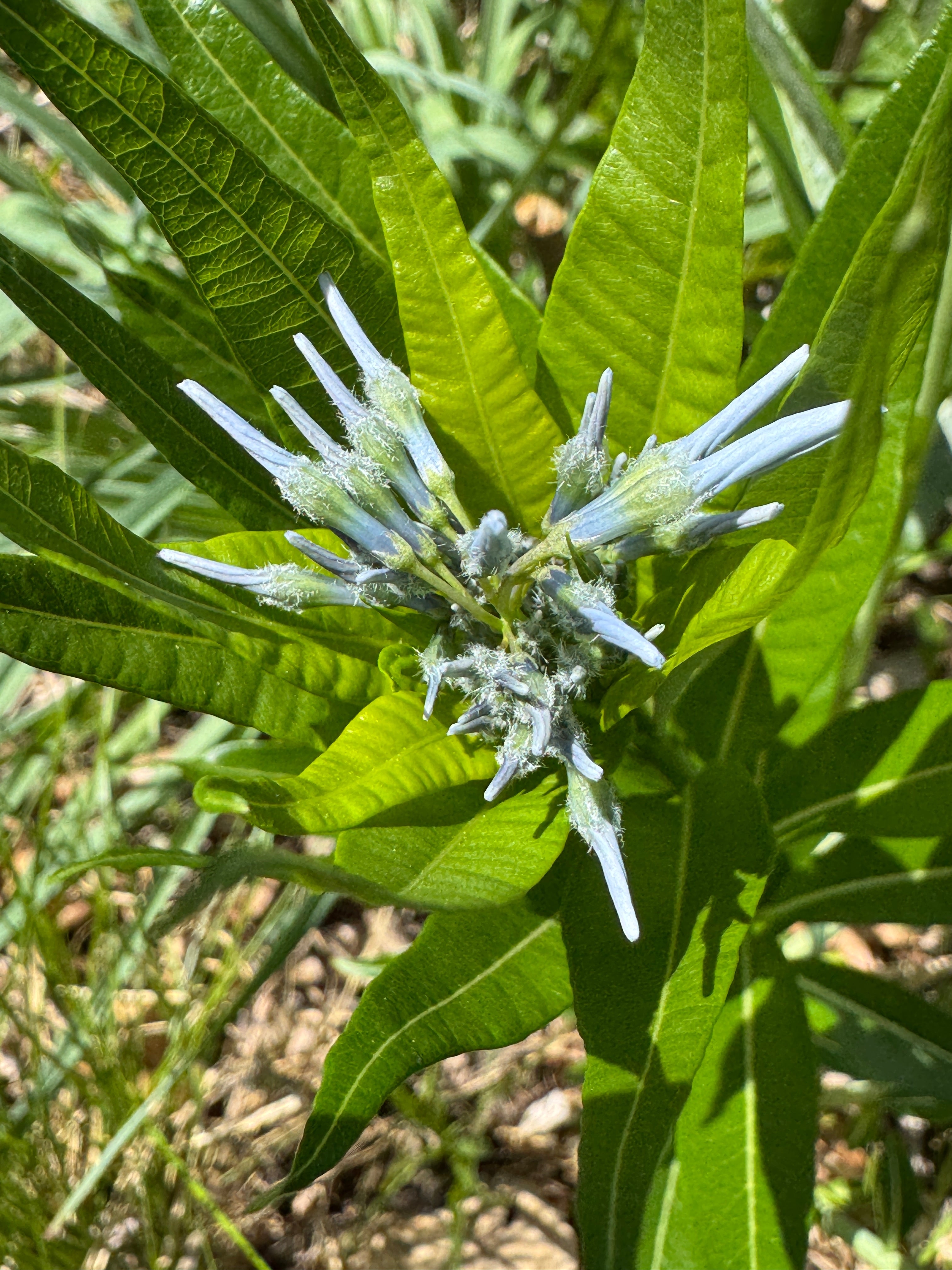 Ozark Bluestar (Amsonia Illustris)