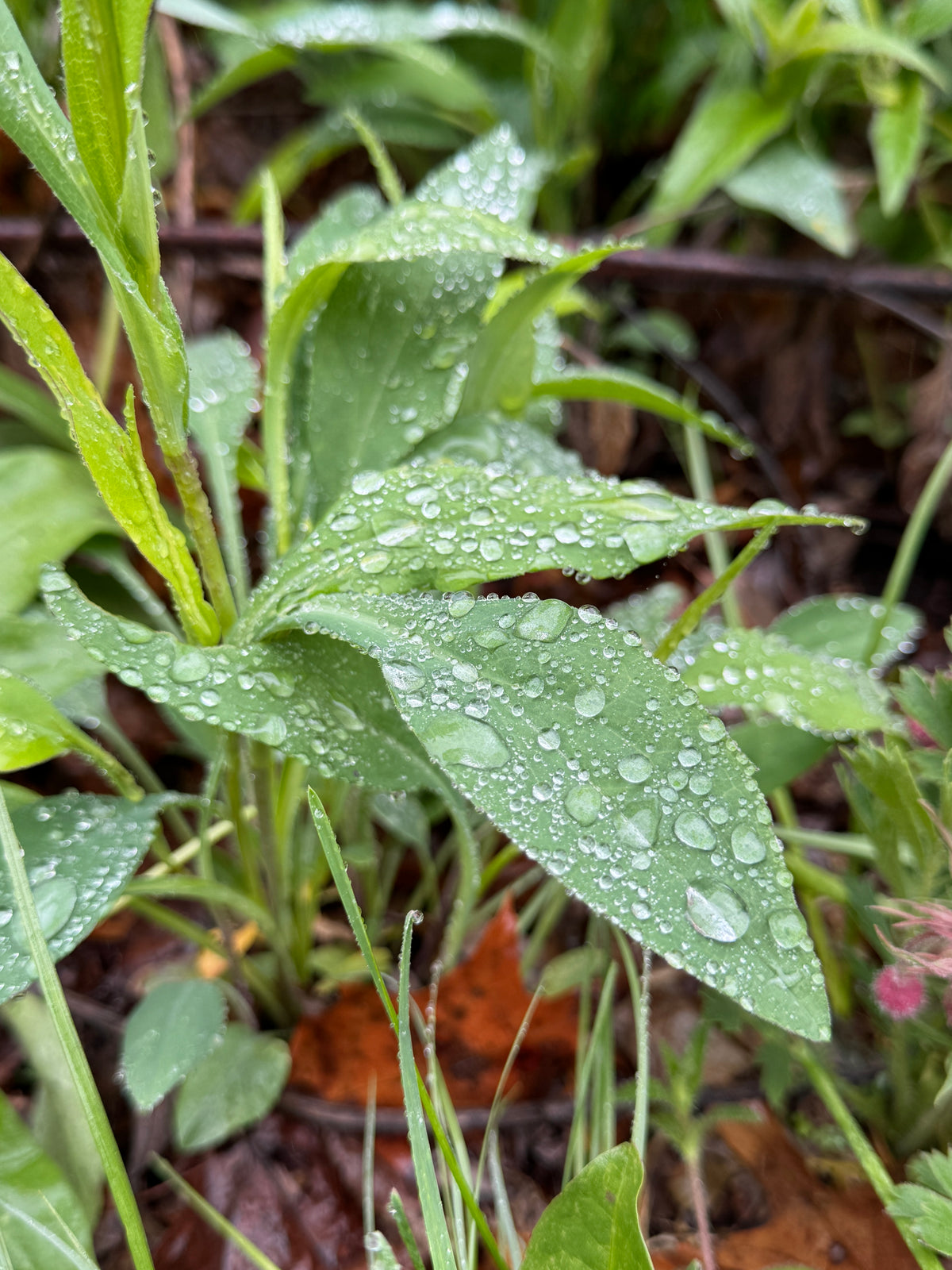 Smooth Aster (Symphyotrichum laeve)