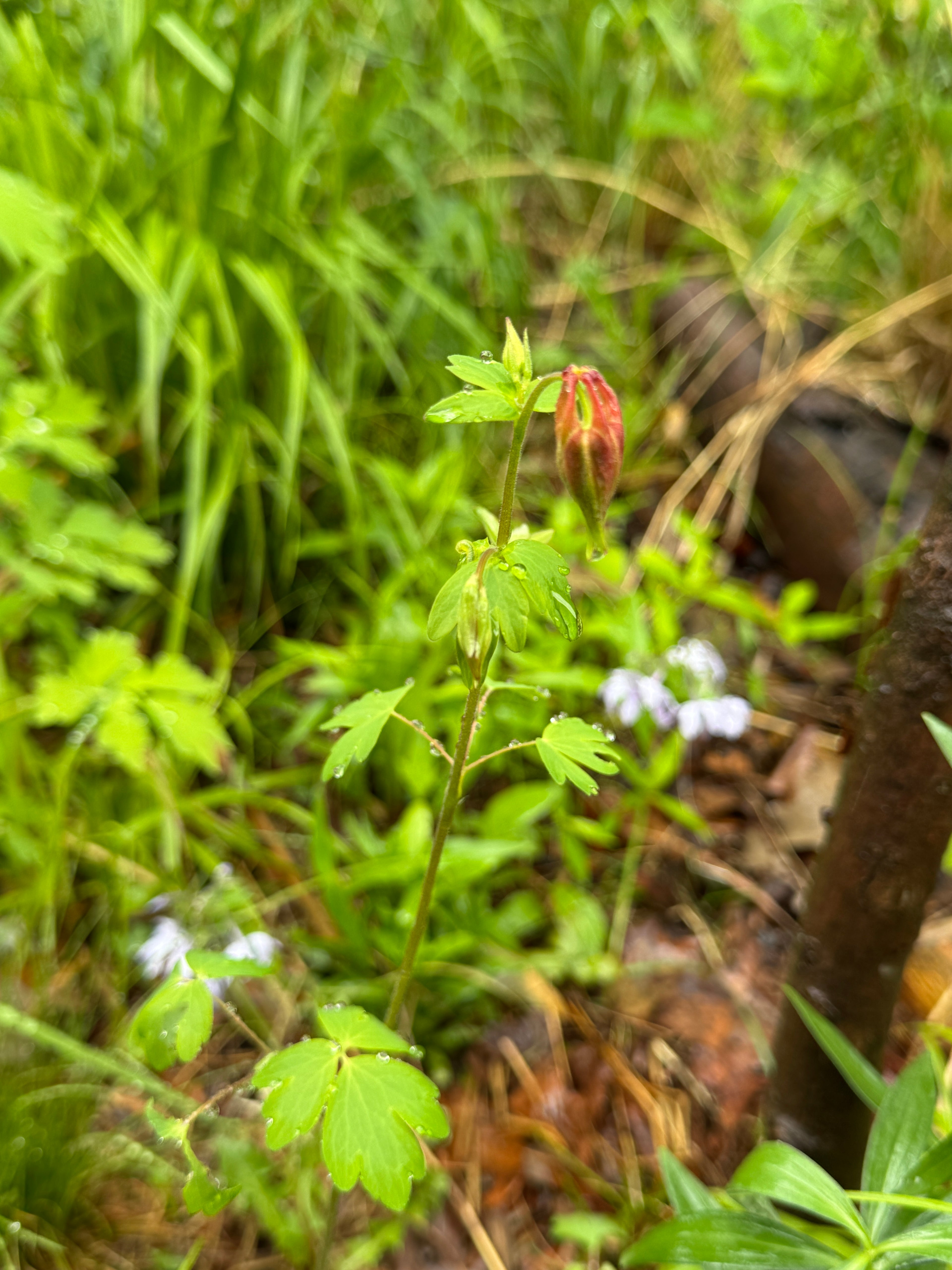 Eastern Columbine (Aquilegia Canadensis)