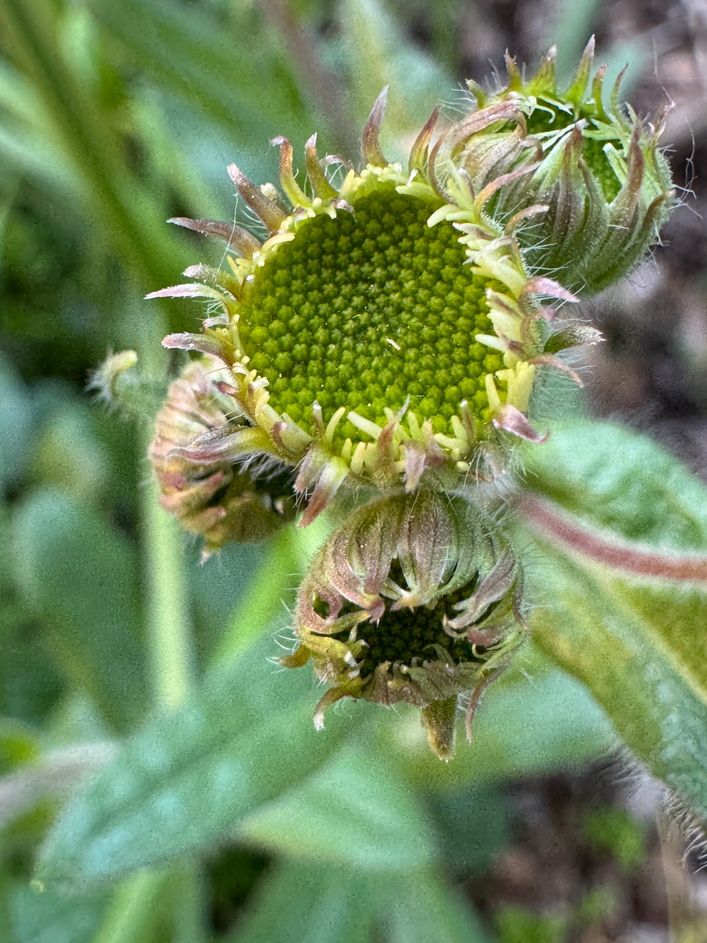 Robin's Plantain (Erigeron pulchellus)