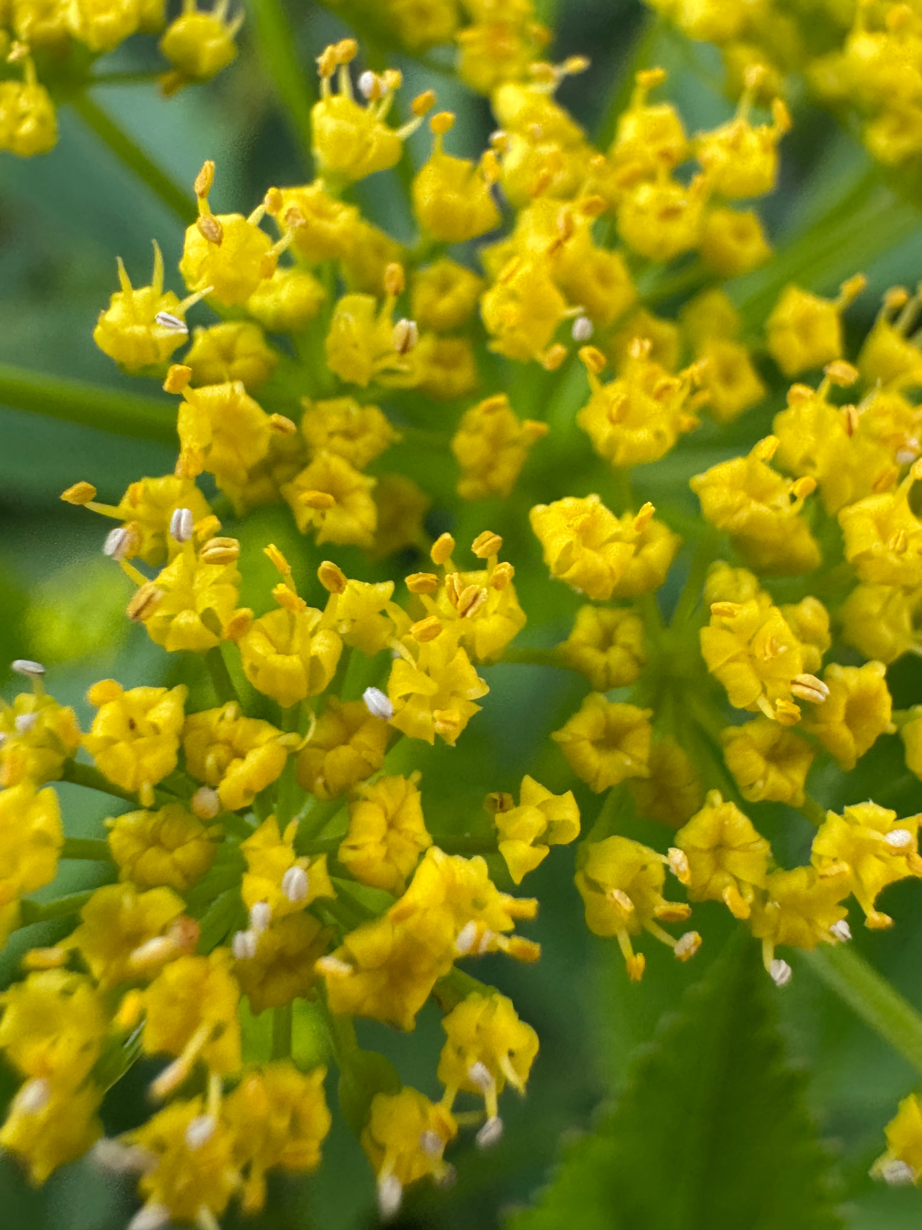 Golden Alexanders (Zizia Aurea)