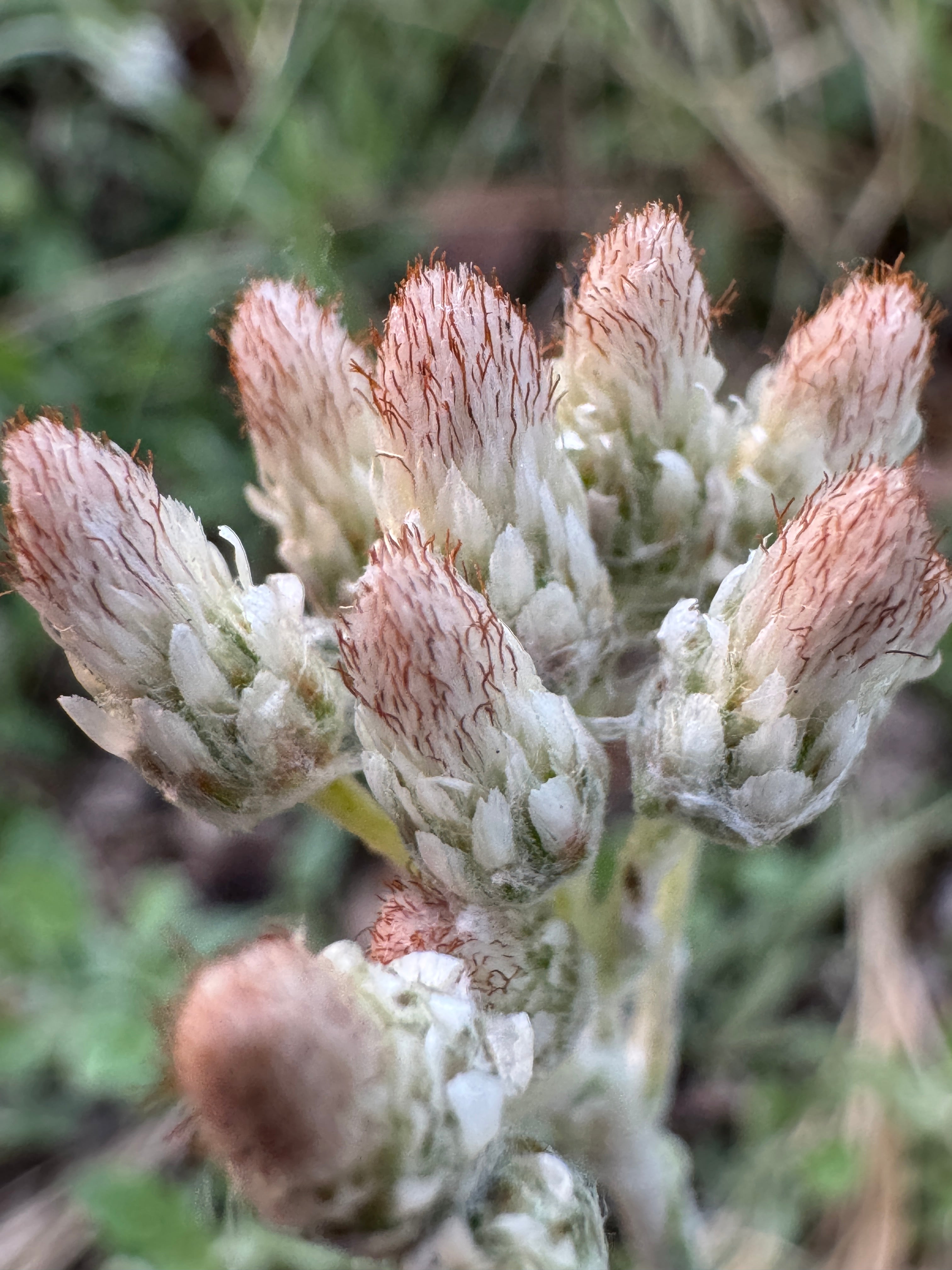 Plantain-leaved Pussytoes (Antennaria Plantaginifolia)
