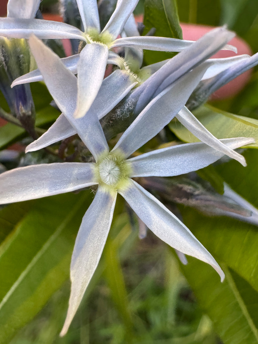 Ozark Bluestar (Amsonia Illustris)