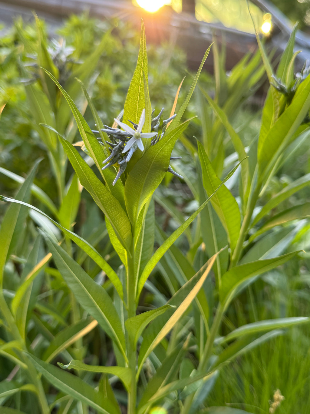Ozark Bluestar (Amsonia Illustris)