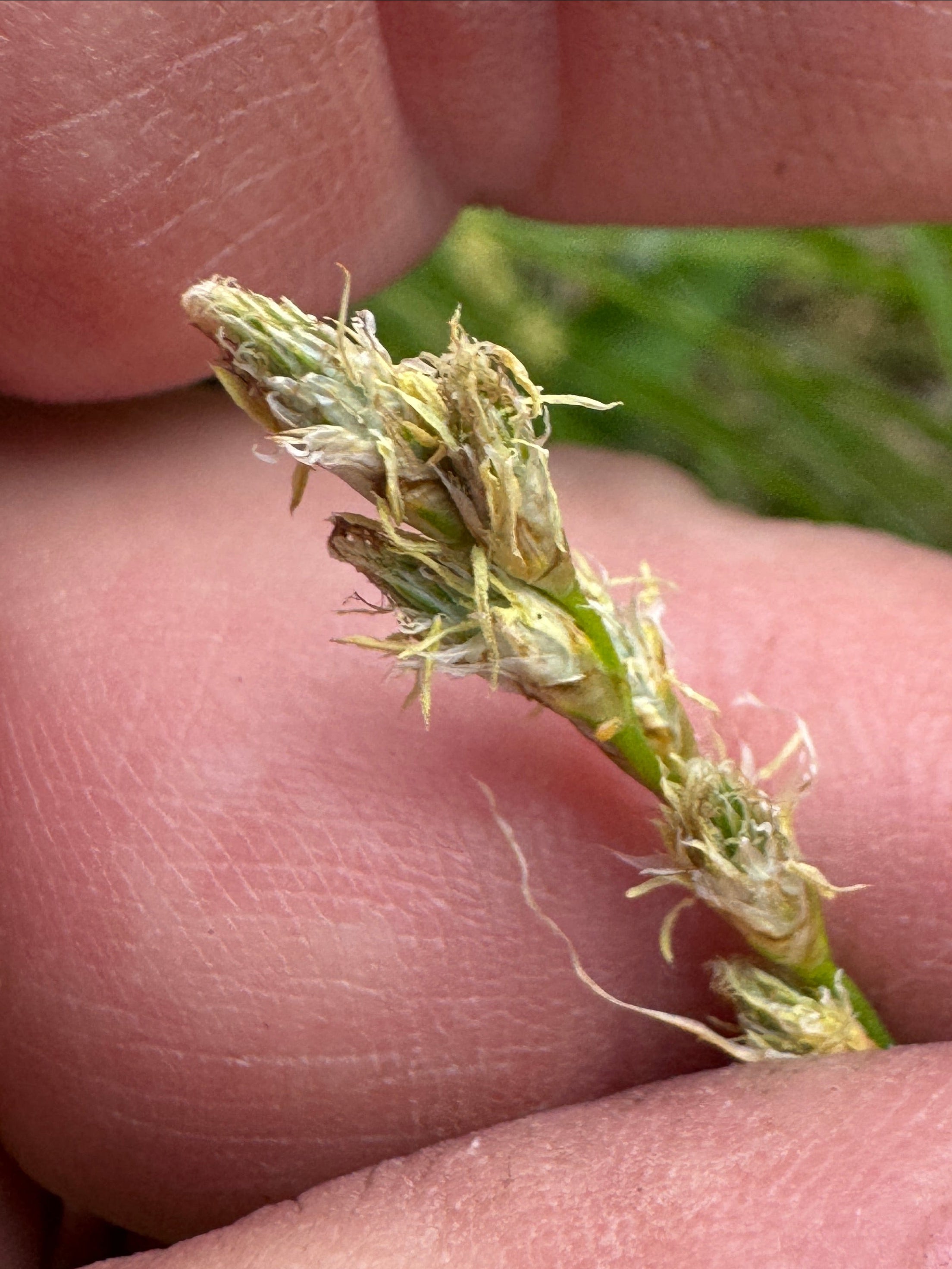 Bicknell's Sedge (Carex Bicknellii)