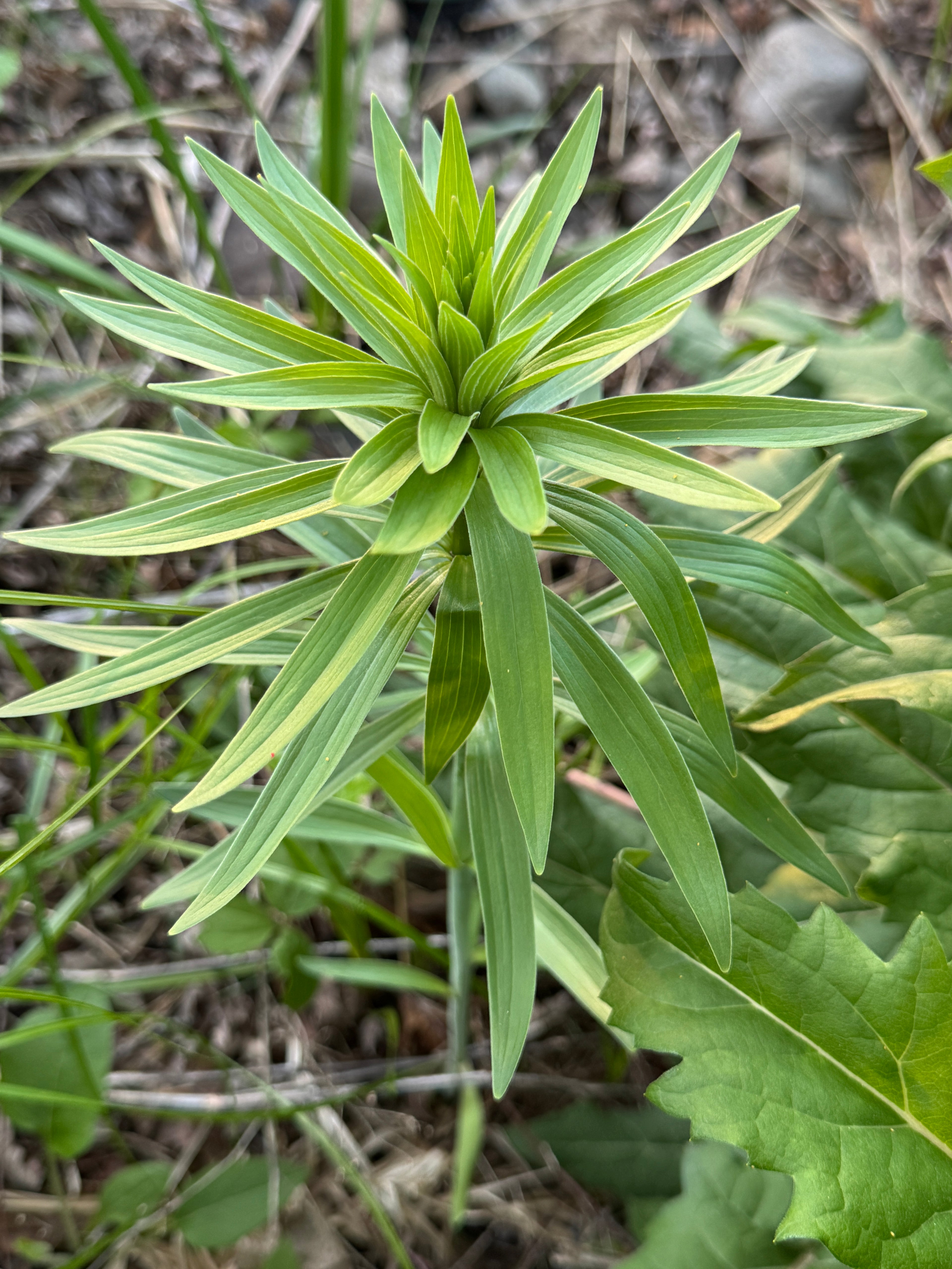 Michigan Lily (Lilium Michiganense)